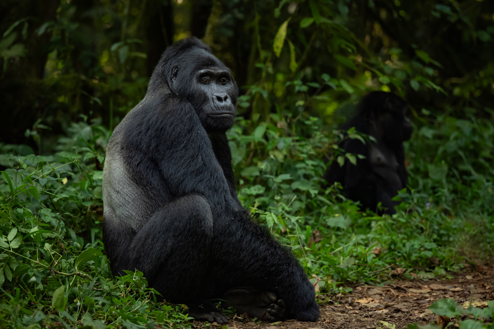 Uganda gallery image 8