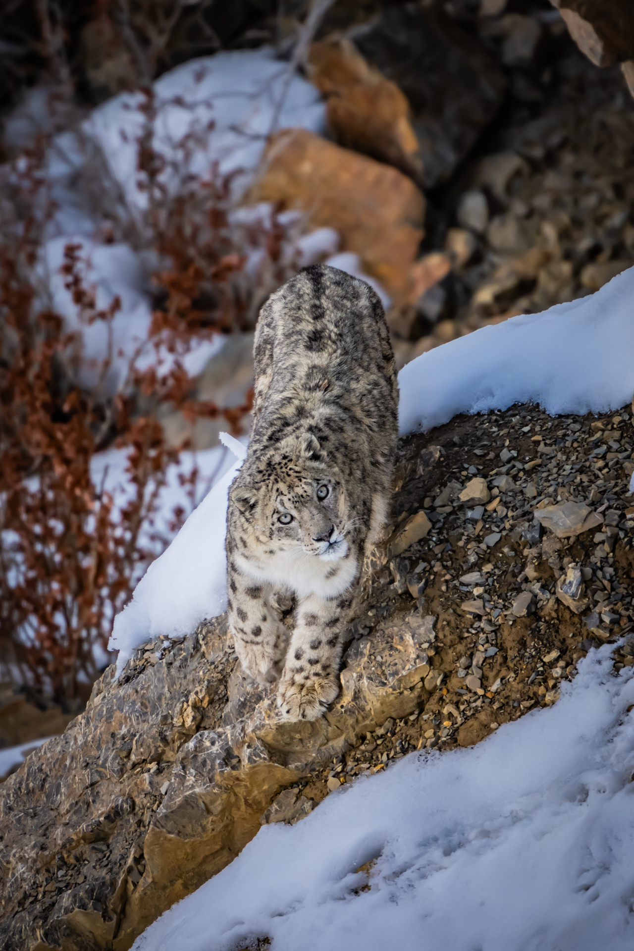 Big Cats of India gallery image 5