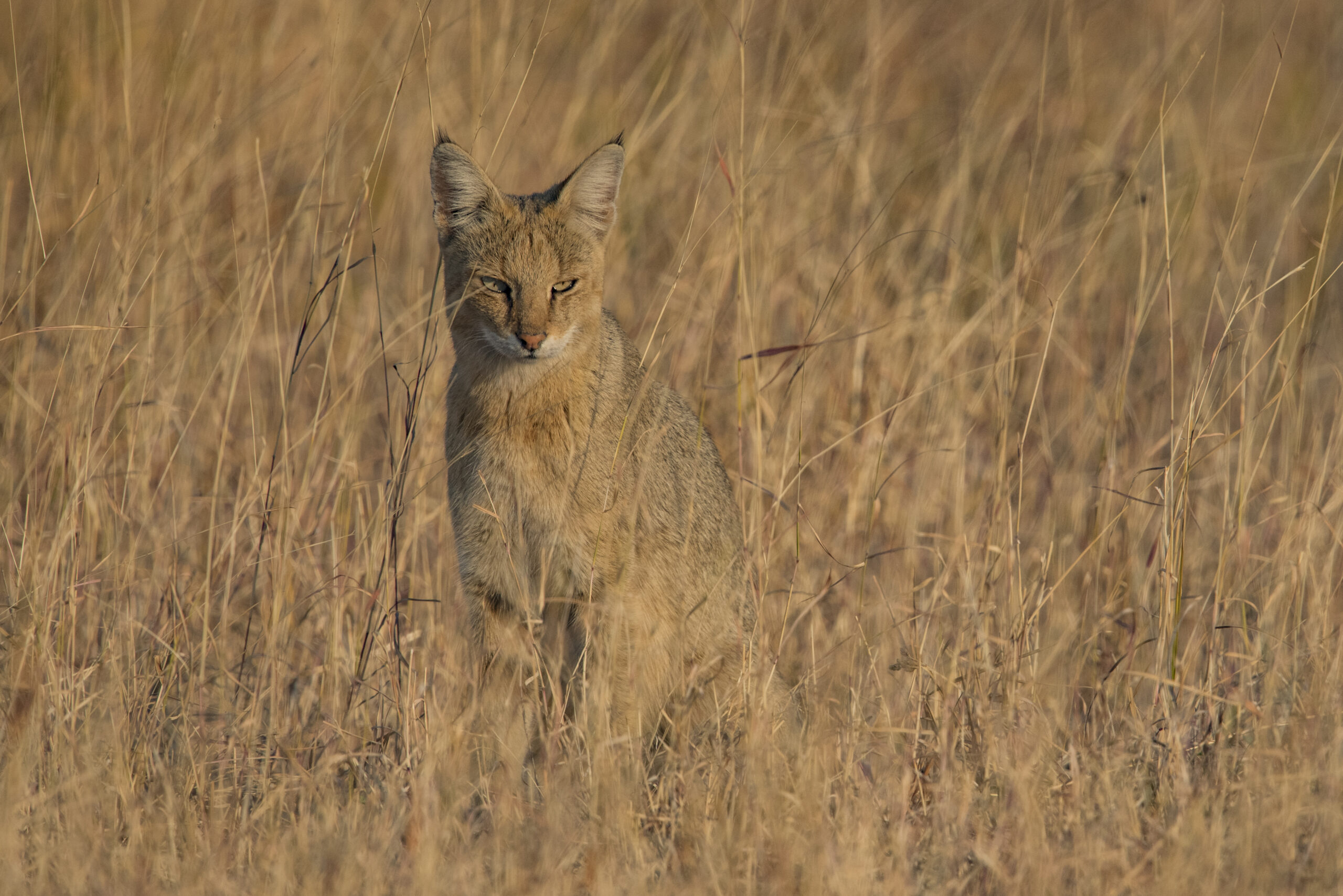 India’s Small Cats Safari gallery image 5