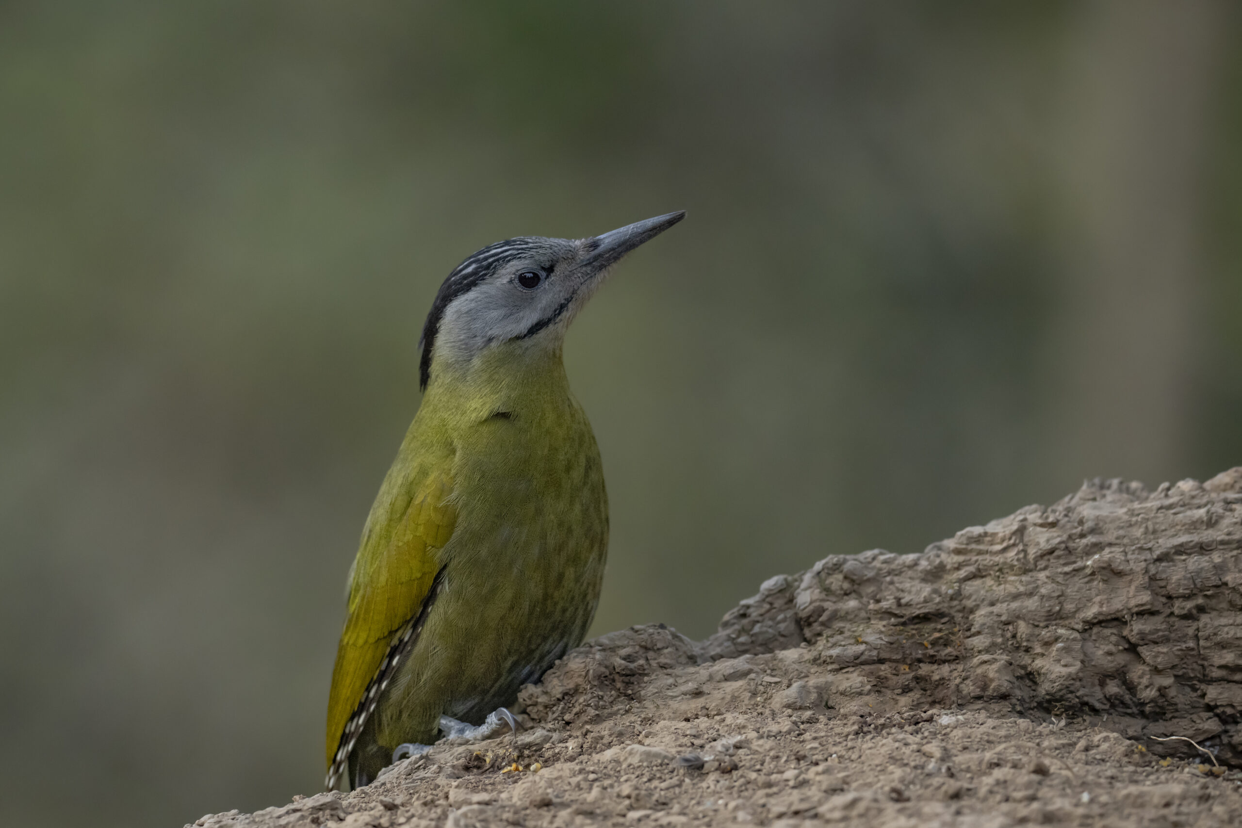 Uttarakhand Wildlife Circuit gallery image 4