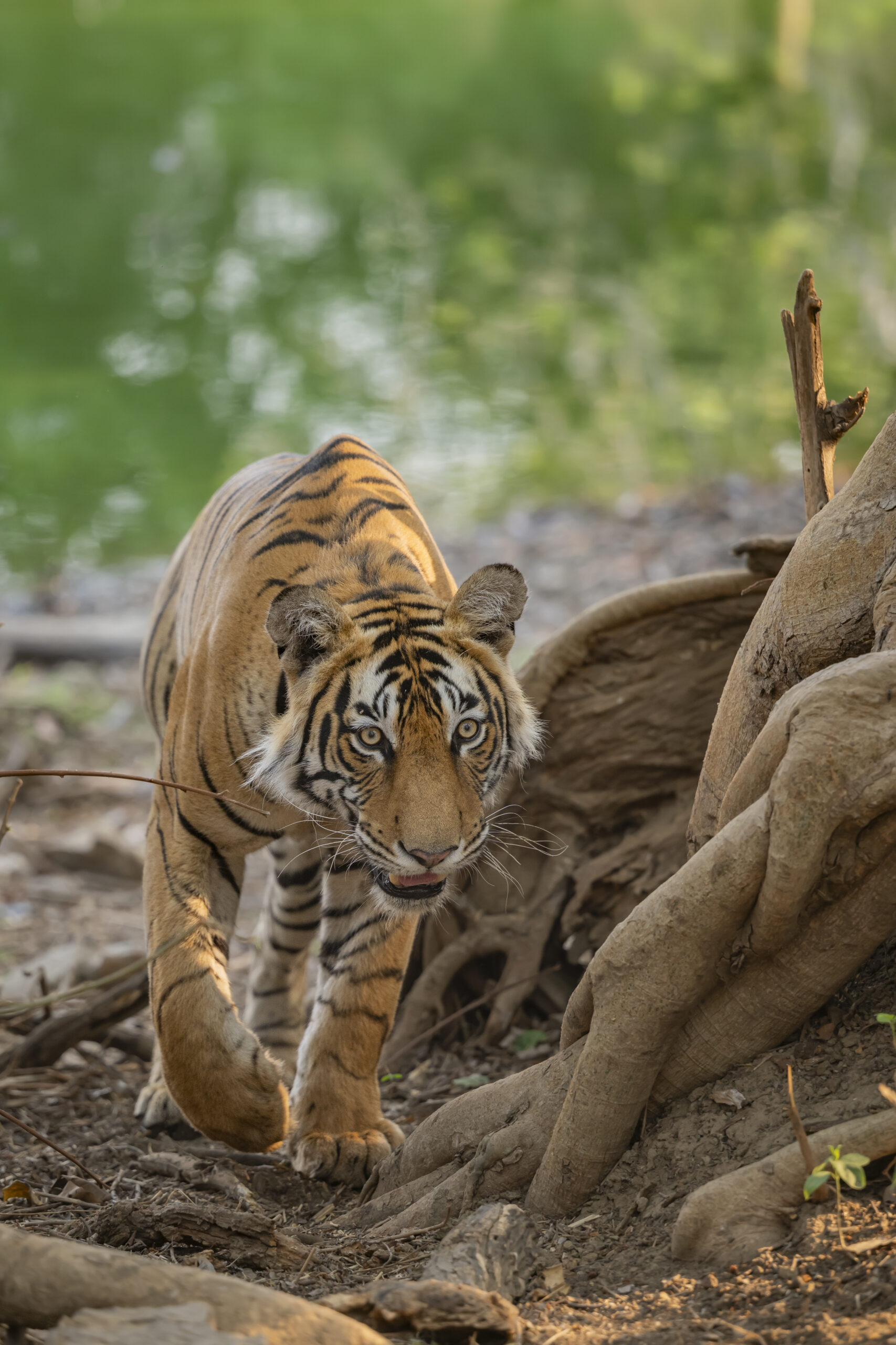 India’s Big Five Safari gallery image 5