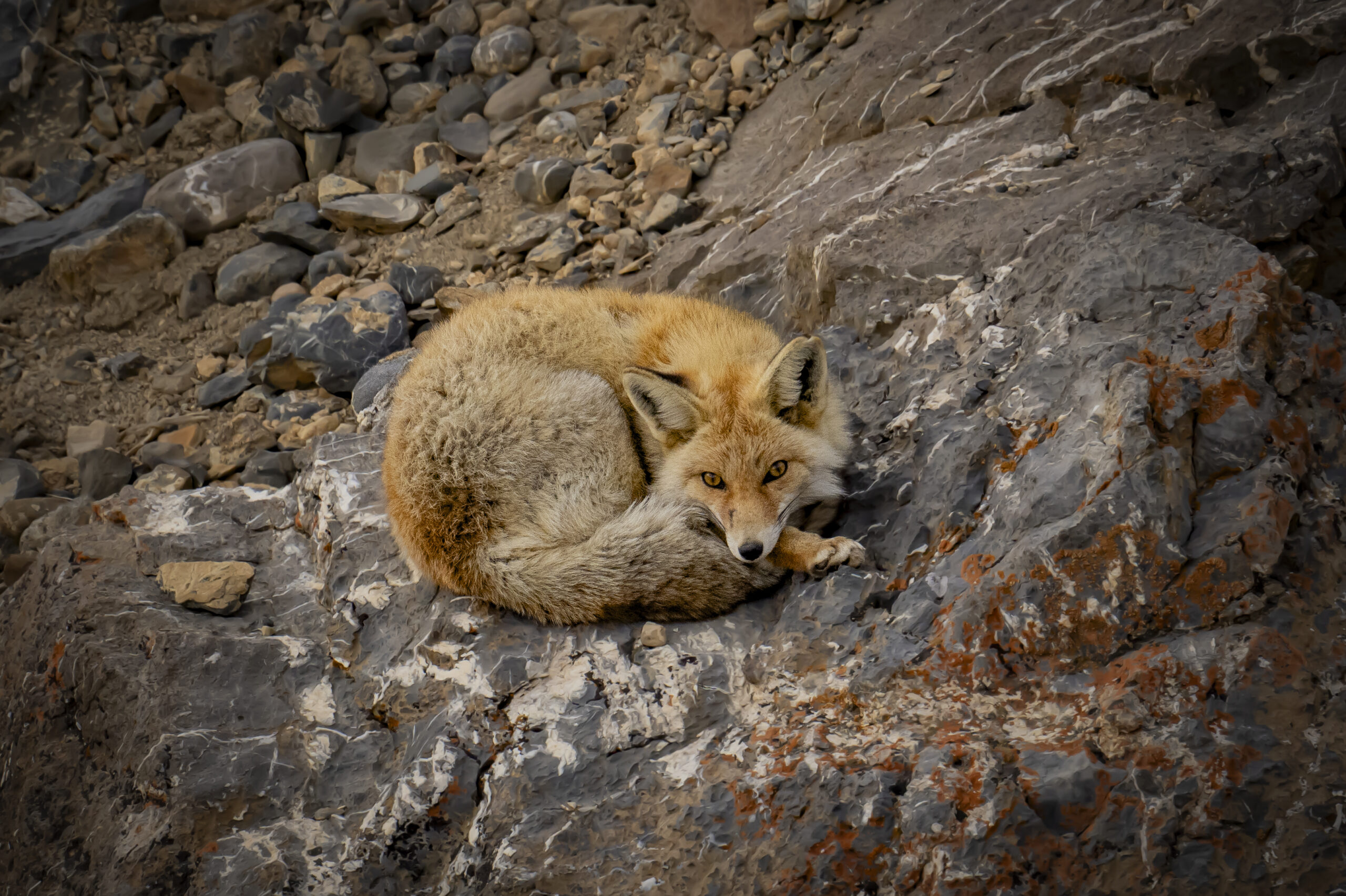 Ladakh – Land of high passes gallery image 5