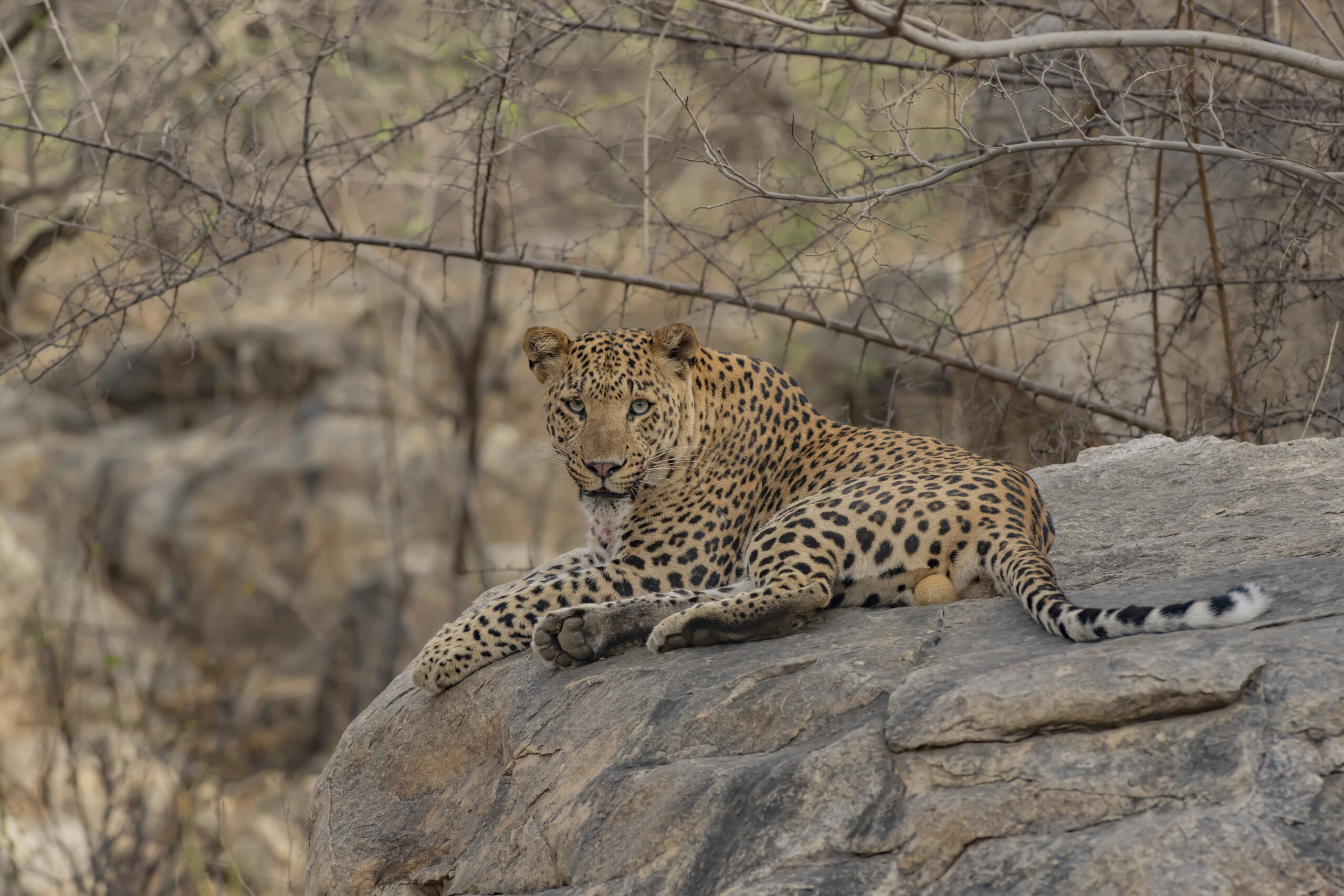 Pink City with Pink Panthers gallery image 5