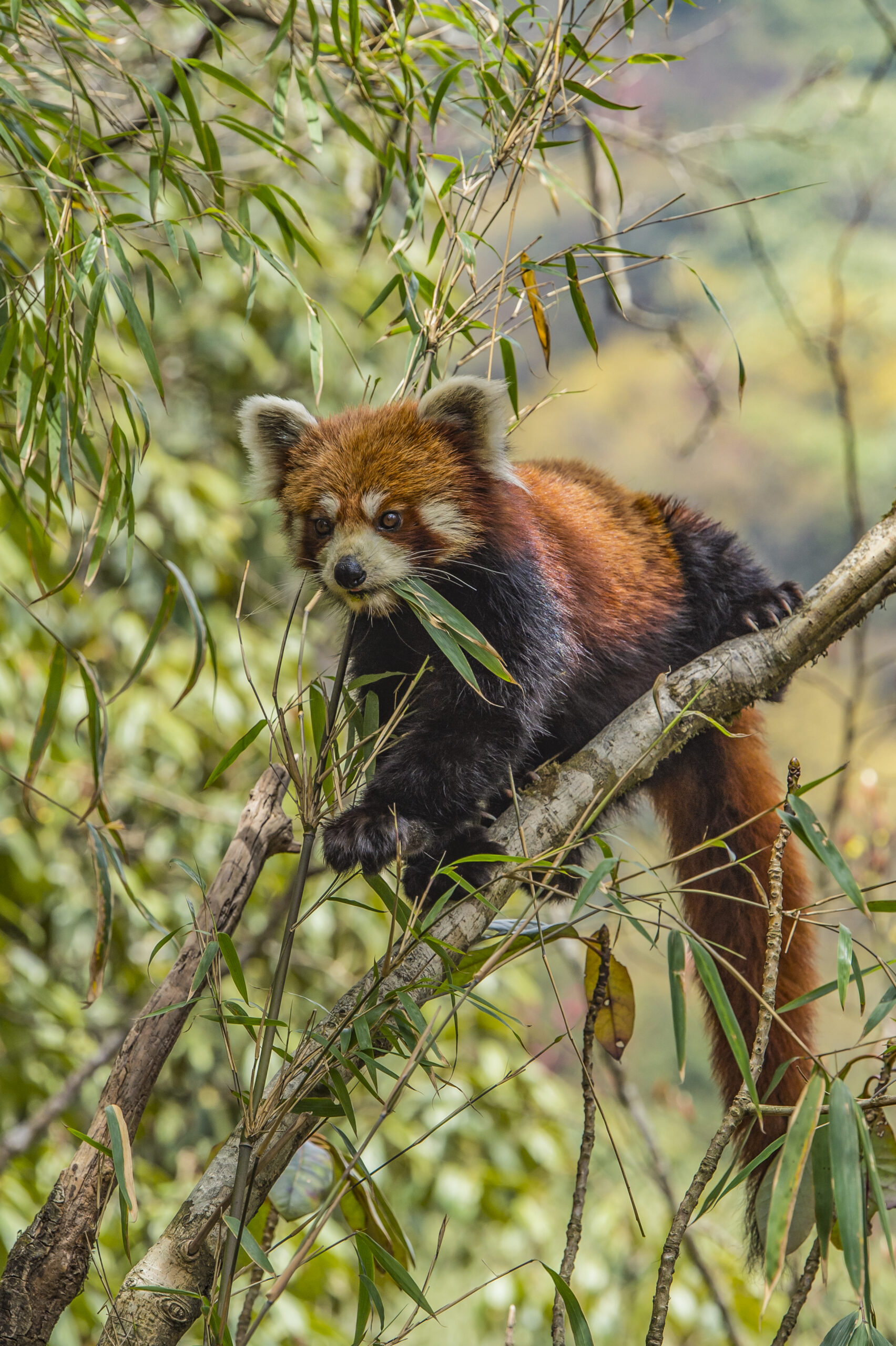 Trail of the Himalayan Firefox gallery image 5