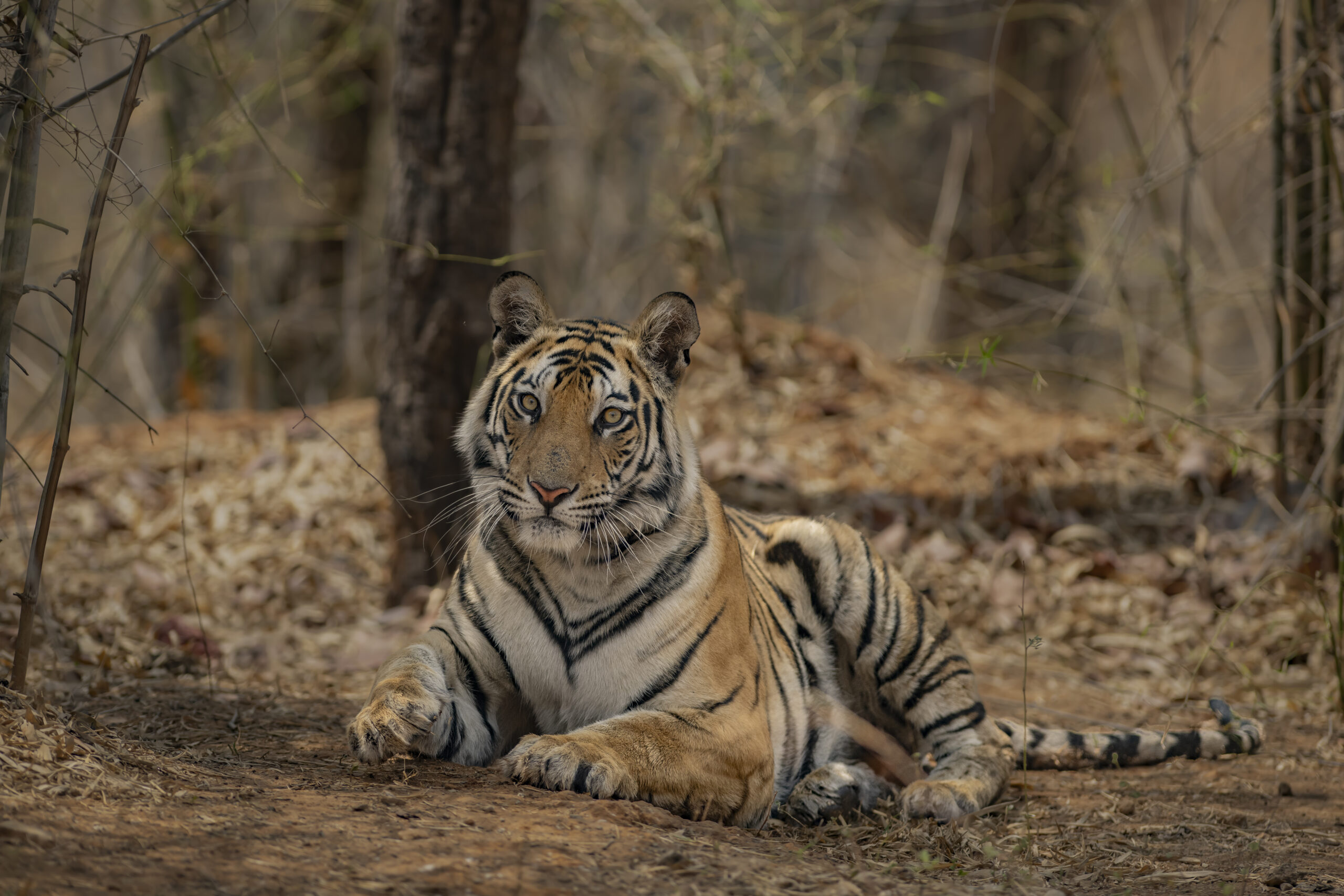 Central India’s Six-Park Safari gallery image 4