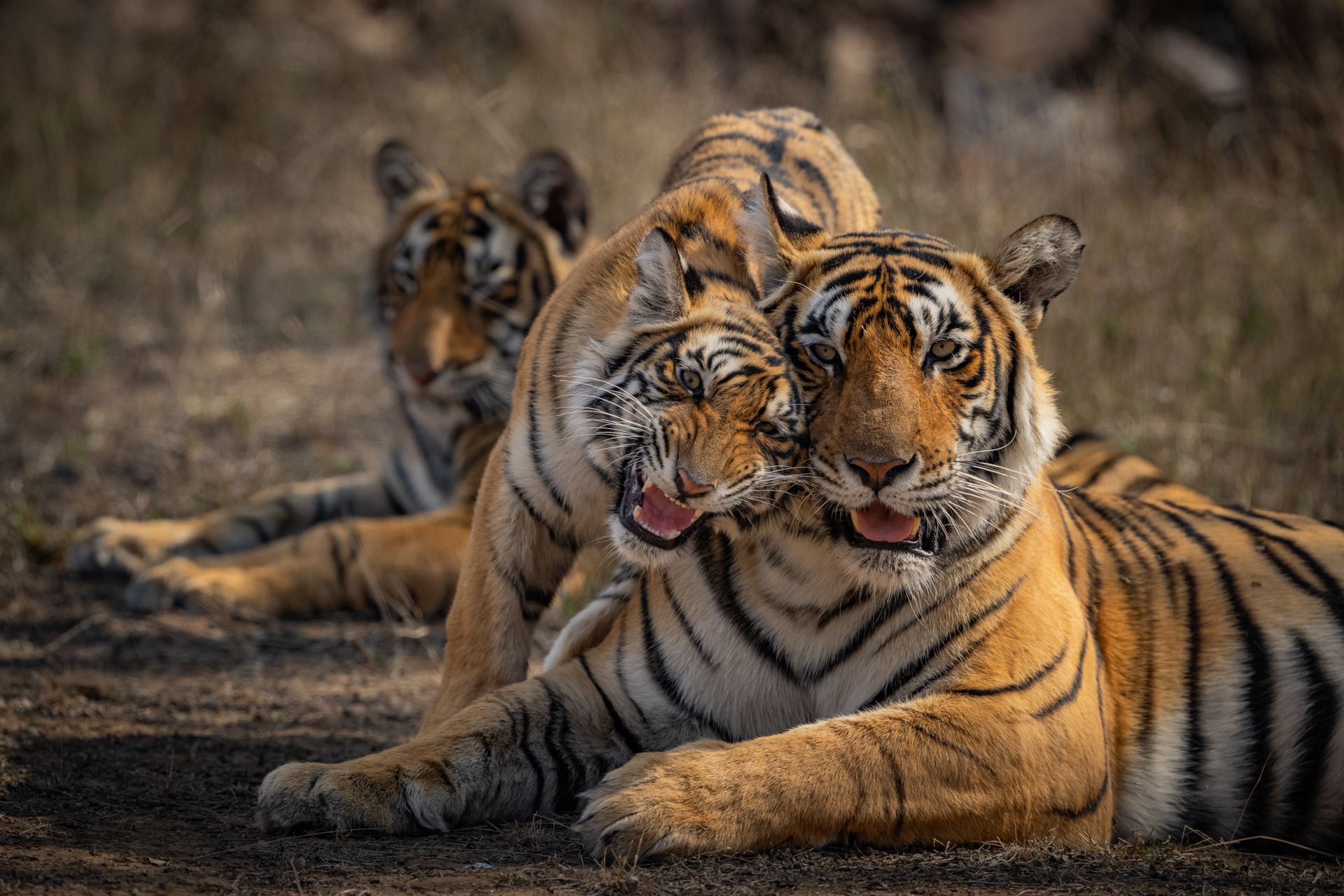 Ranthambhore gallery image 8
