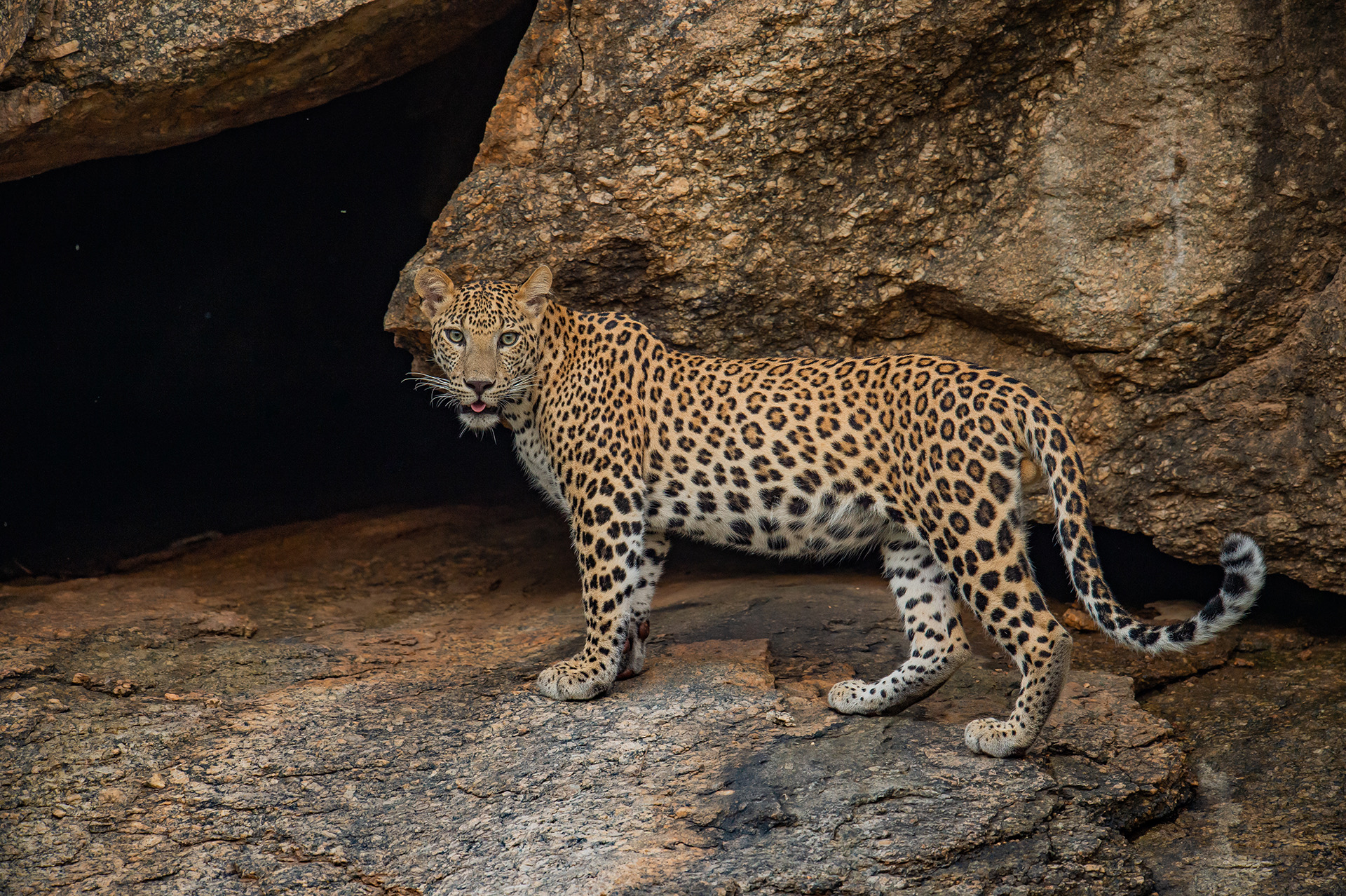 Jawai gallery image 8