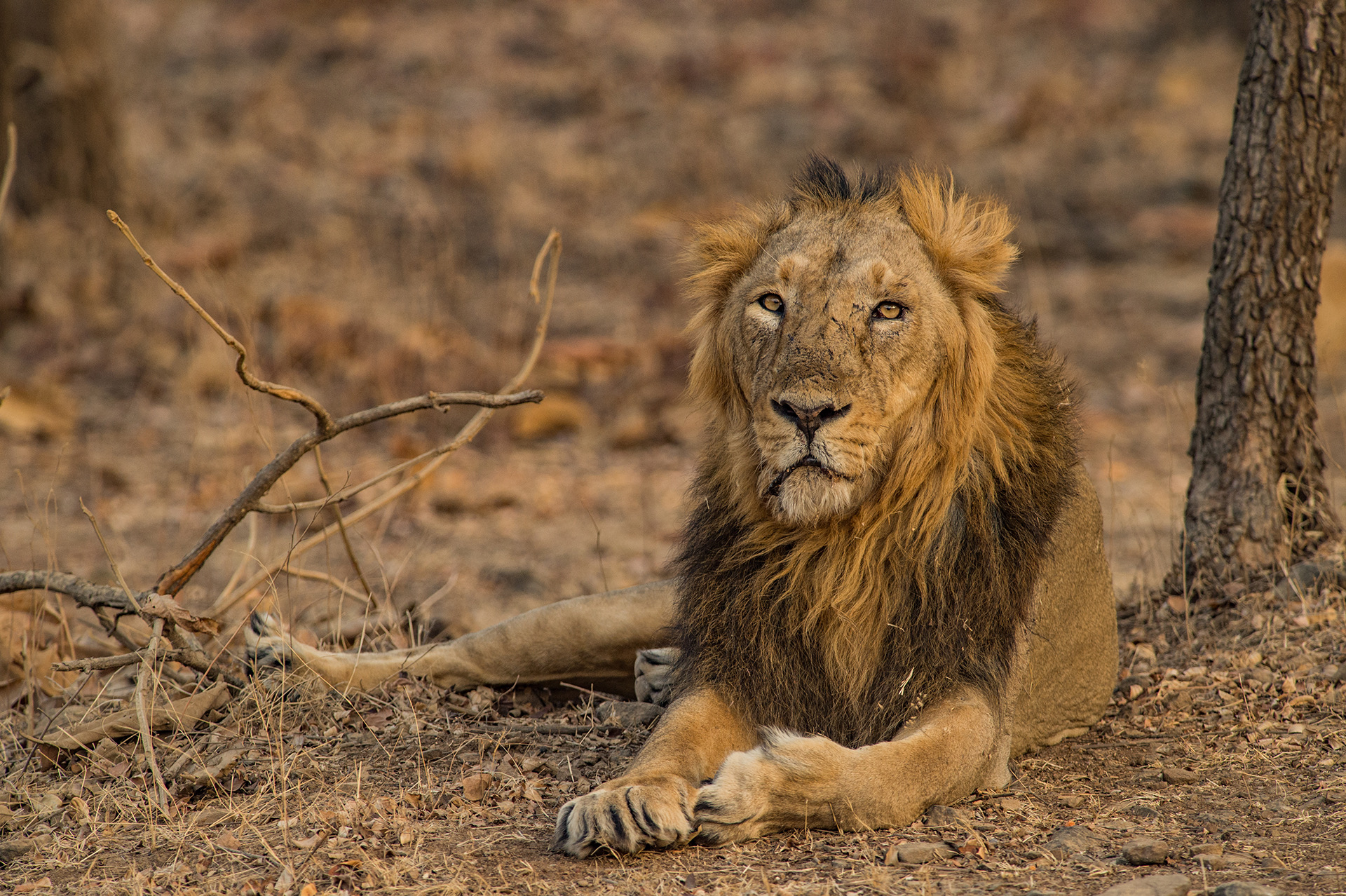 Gir gallery image 8