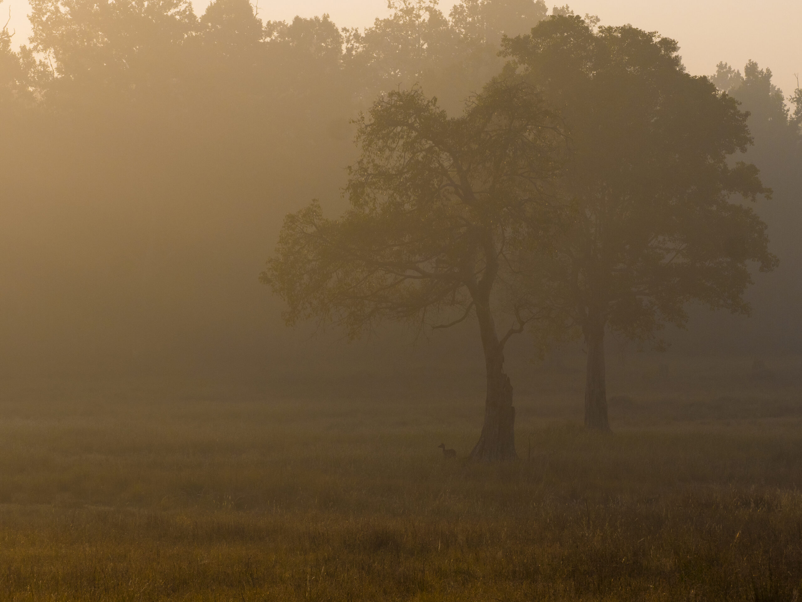 Kanha gallery image 8