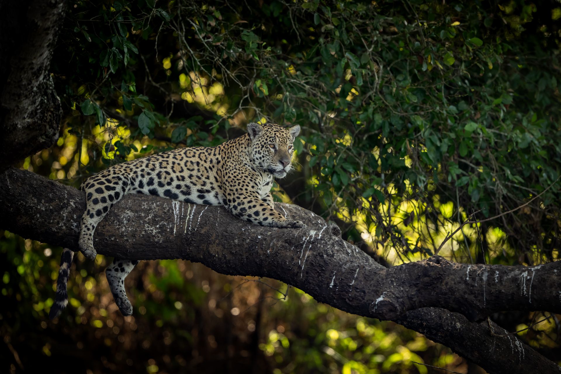 The Pantanal Wetlands gallery image 5