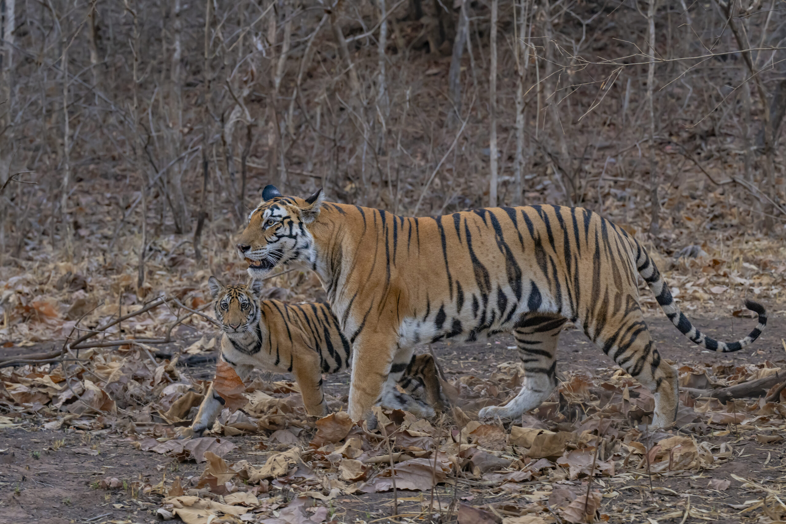 Panna gallery image 9