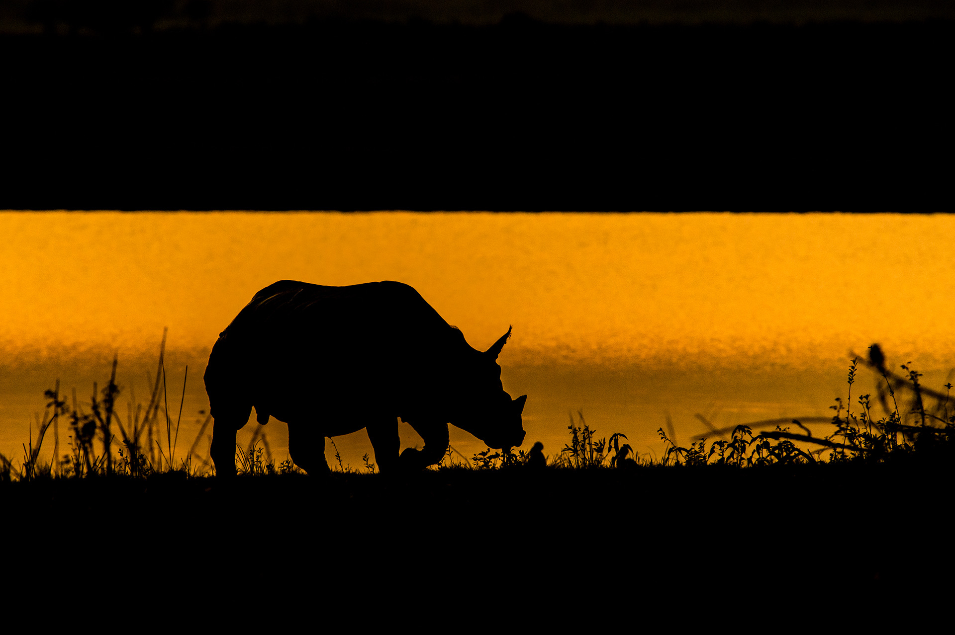 Kaziranga gallery image 9