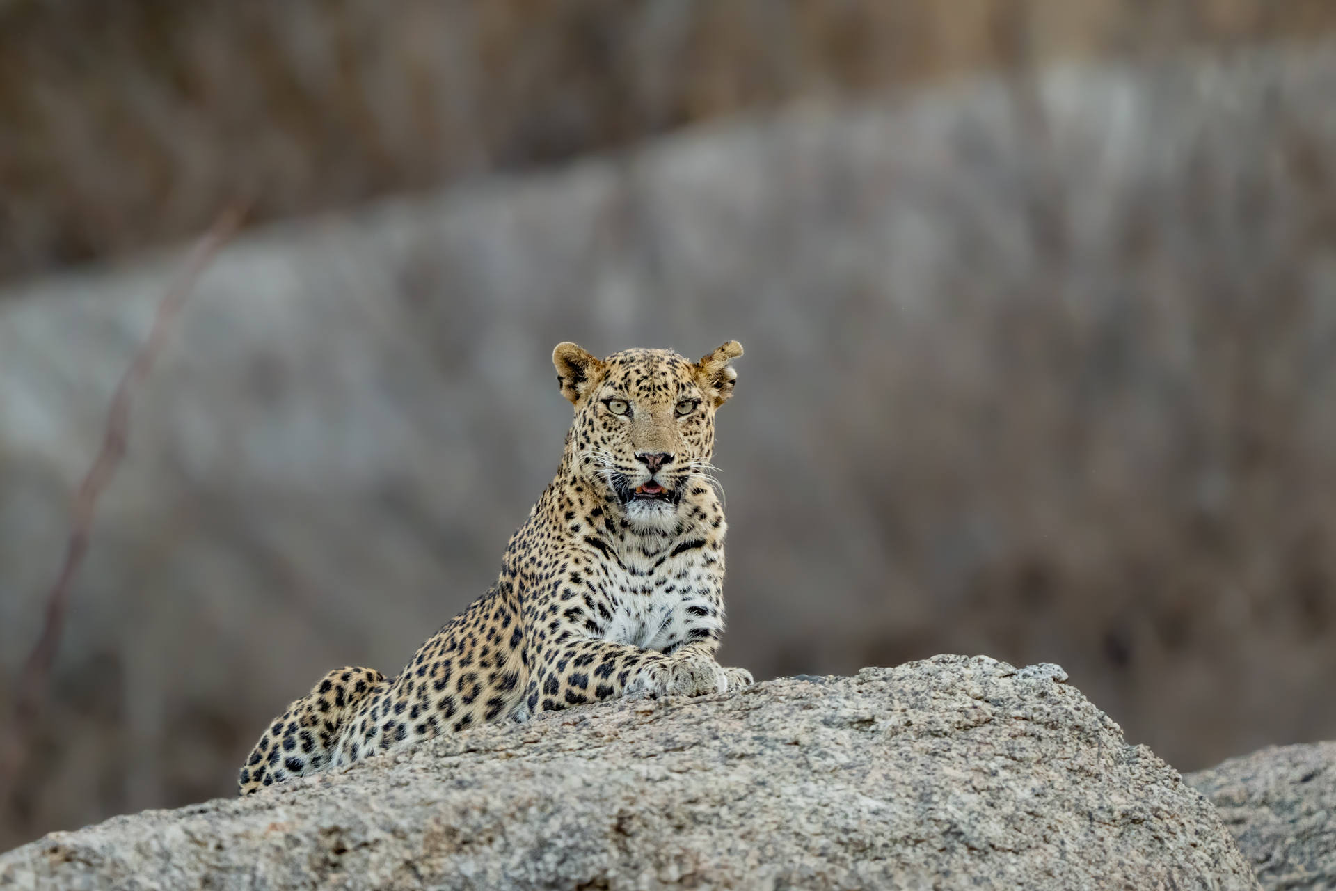 Big Cats of India gallery image 6
