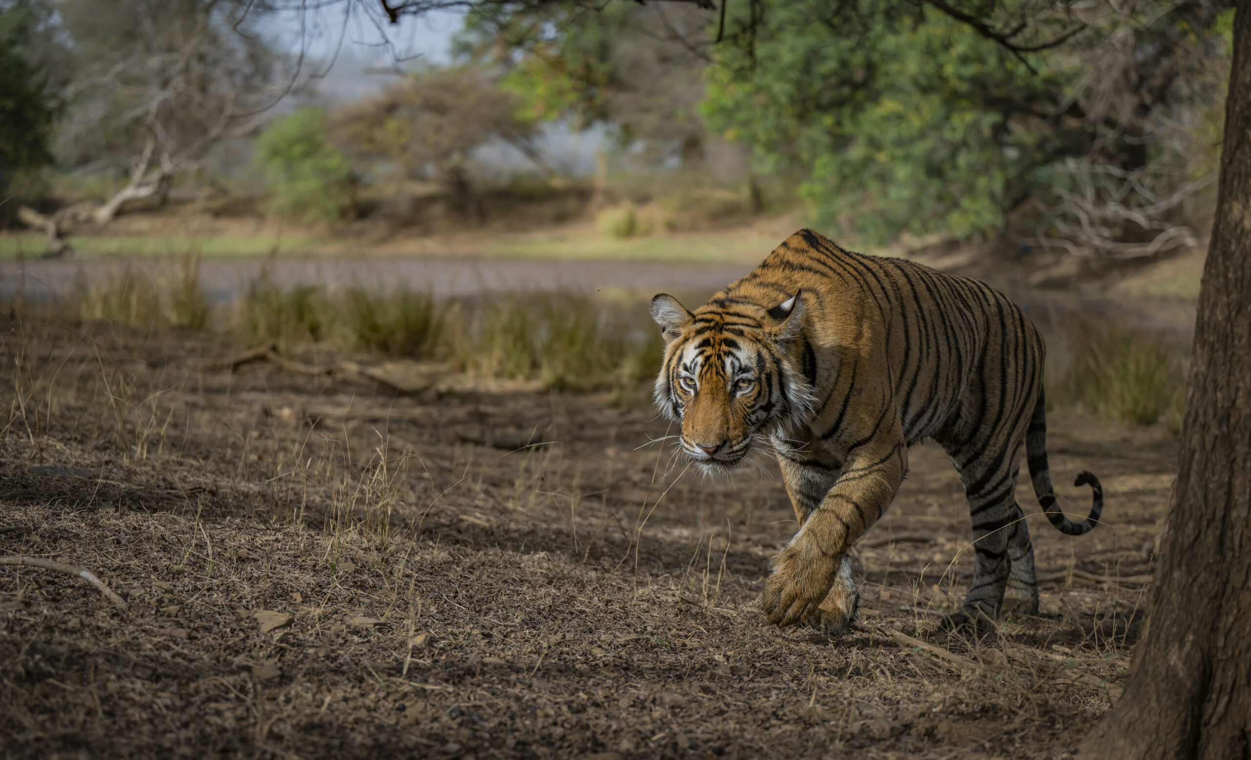Palaces and Tigers gallery image 6