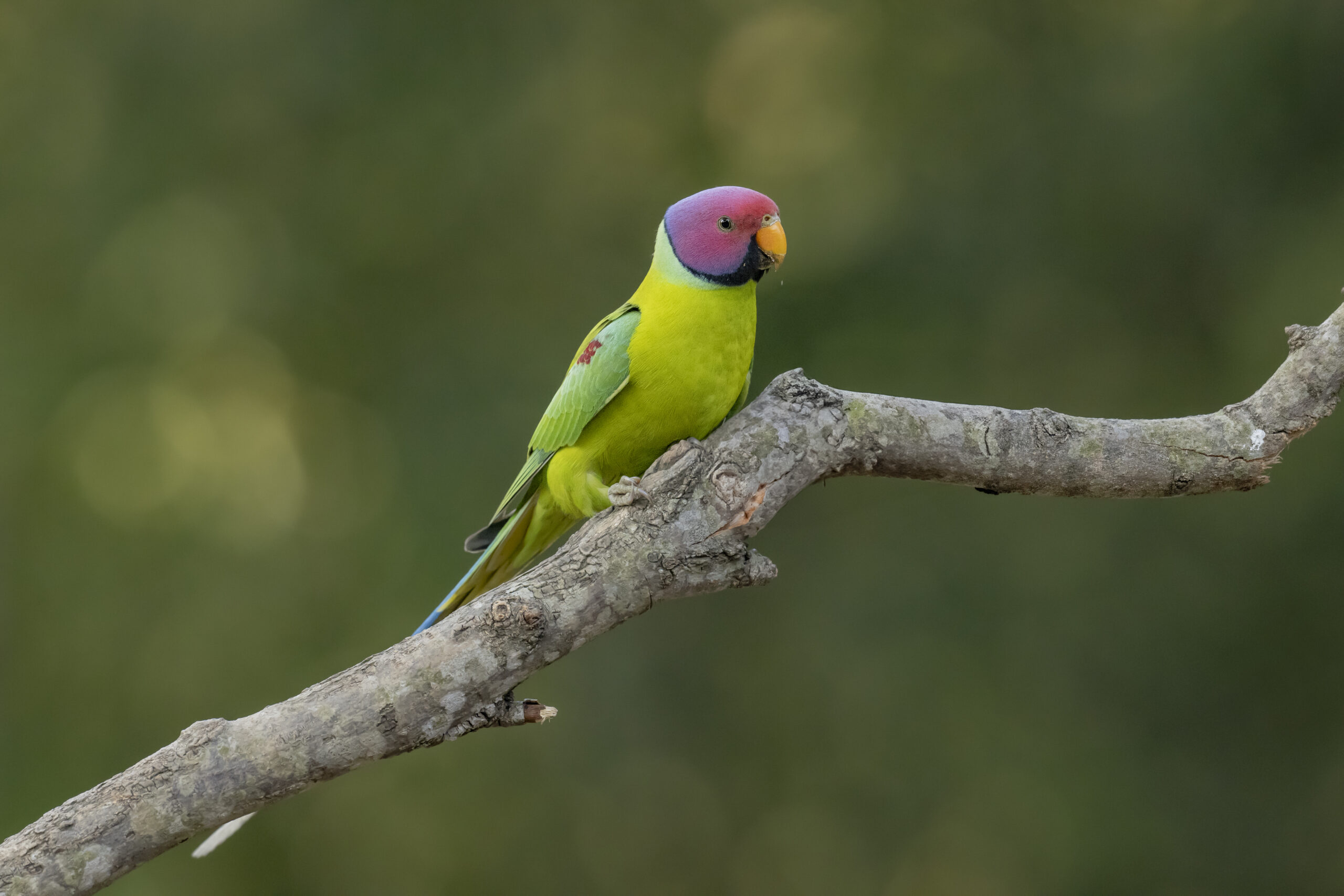 Uttarakhand Wildlife Circuit gallery image 5