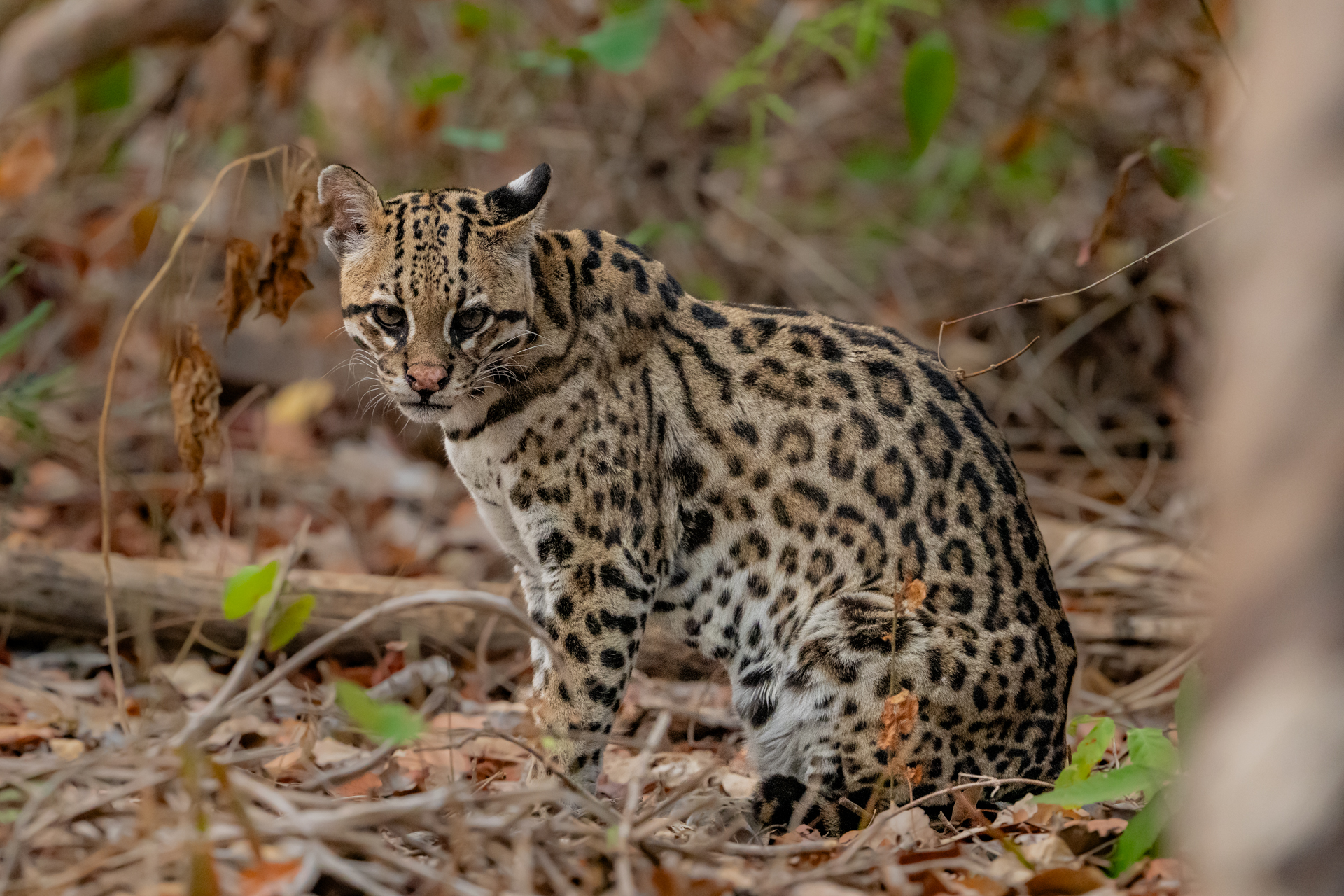 The Pantanal Wetlands gallery image 6