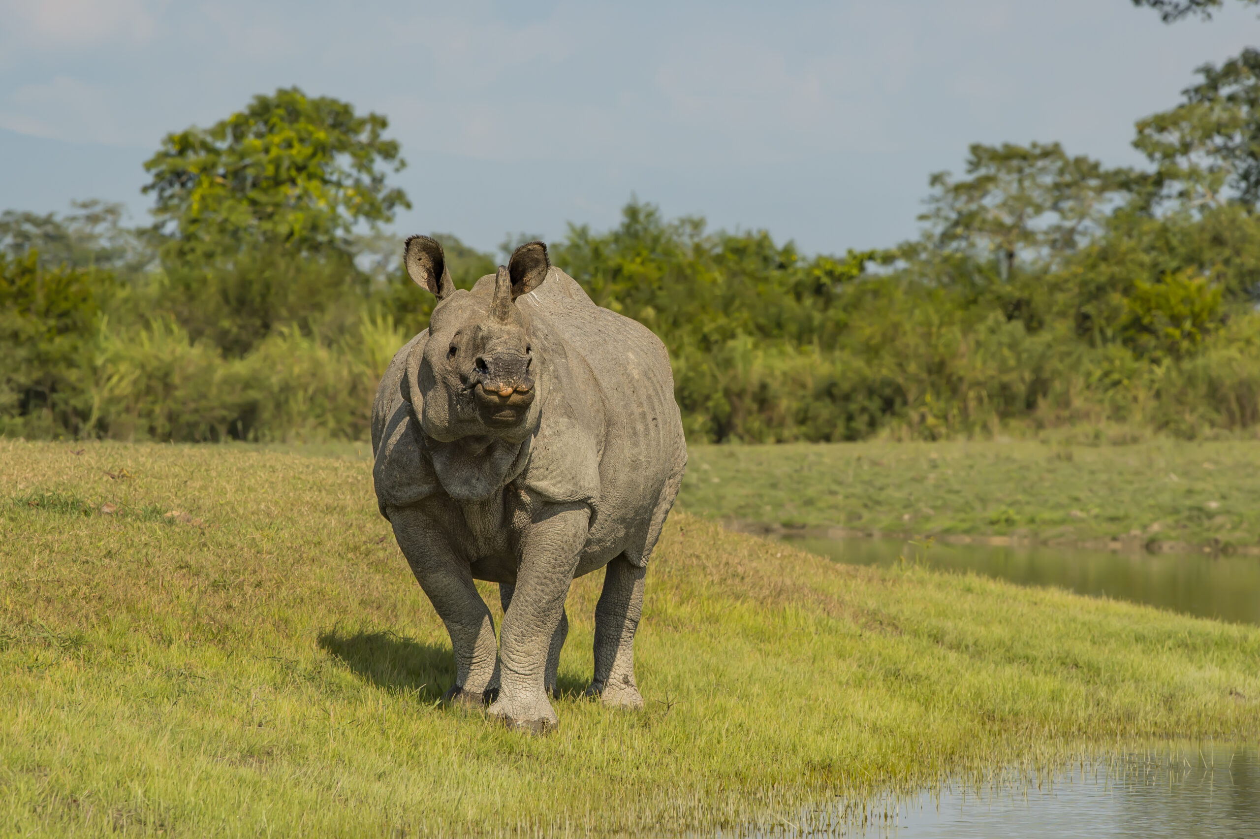 India’s Big Five Safari gallery image 6