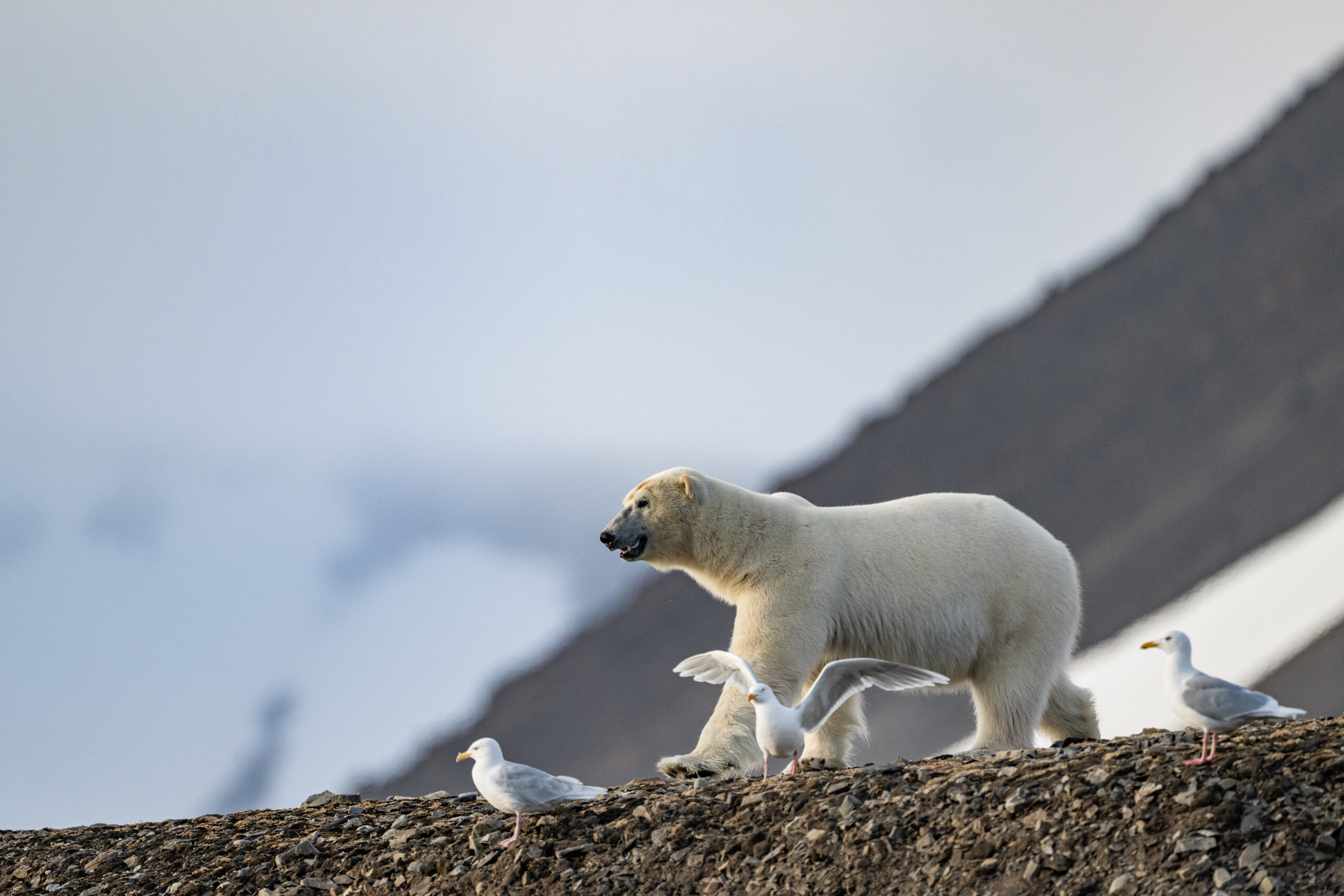 Svalbard Expedition gallery image 6