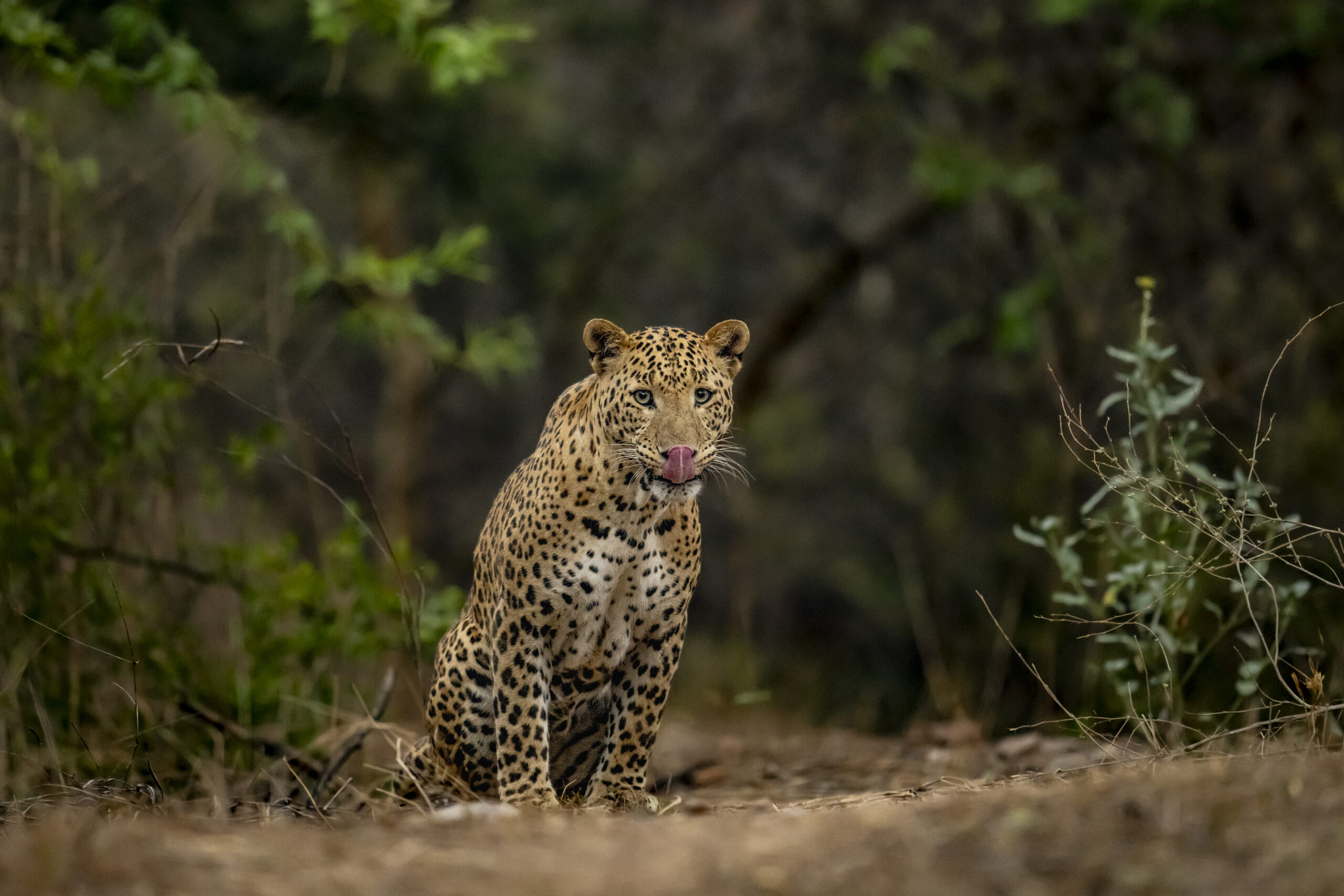 India’s Silent Sovereign: The Leopard and the Art of Living gallery image 2