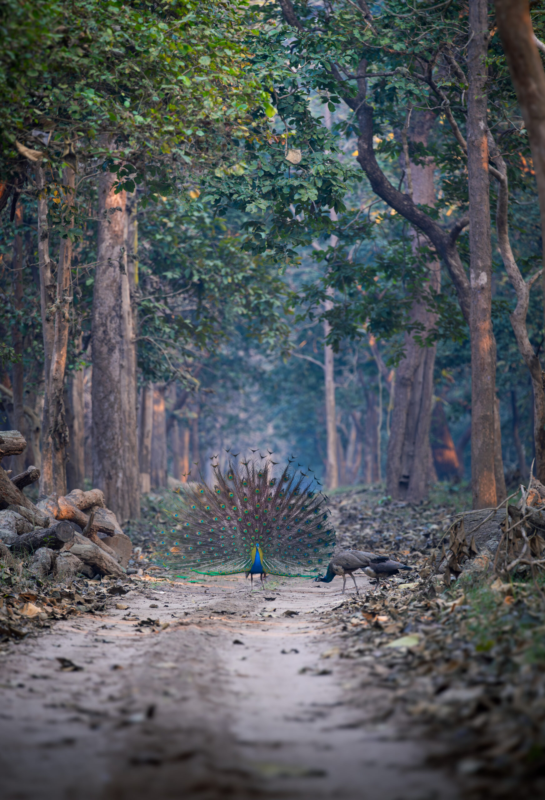 Terrific Terai gallery image 6