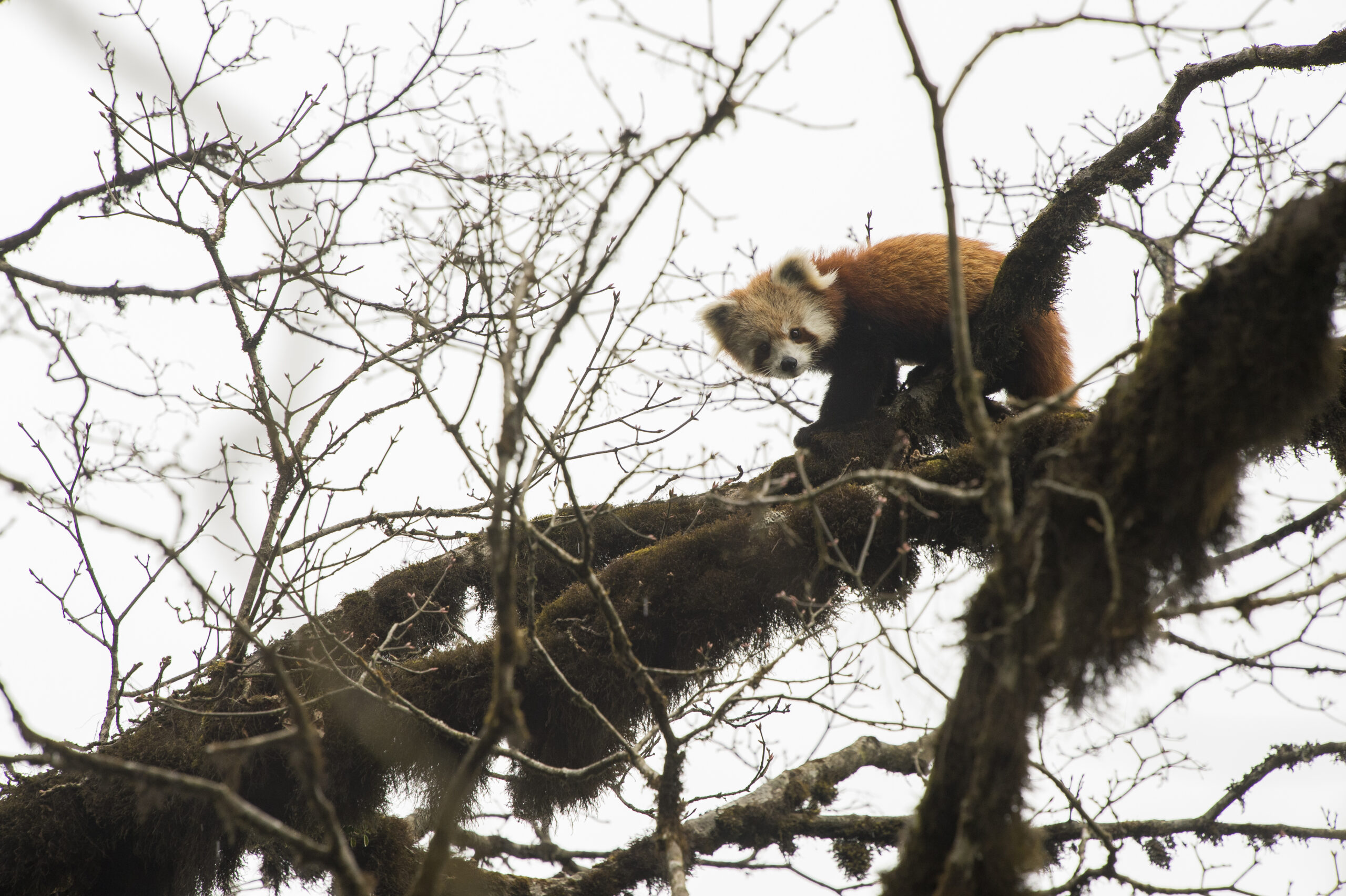 Trail of the Himalayan Firefox gallery image 6