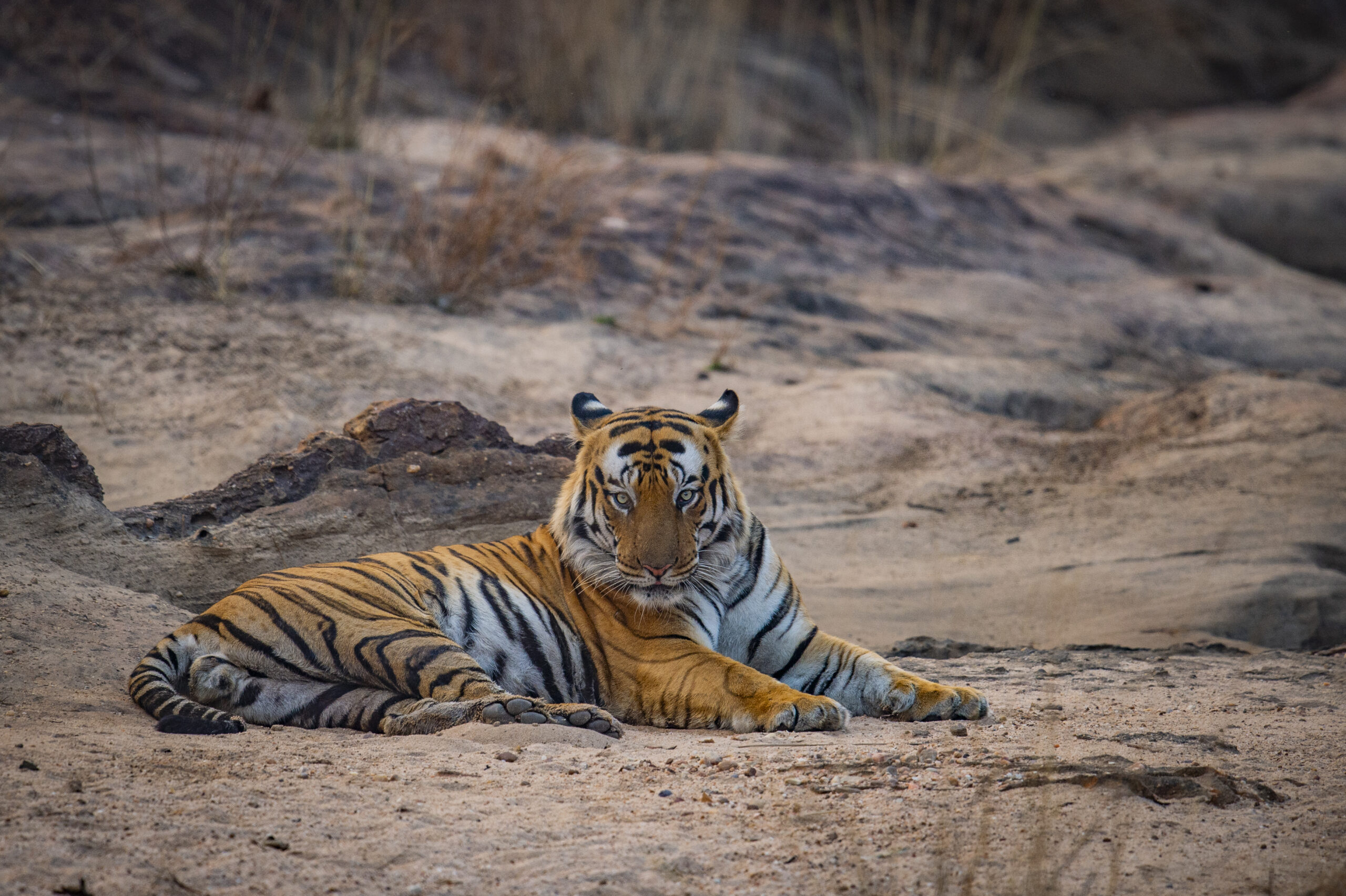 Central India’s Six-Park Safari gallery image 5