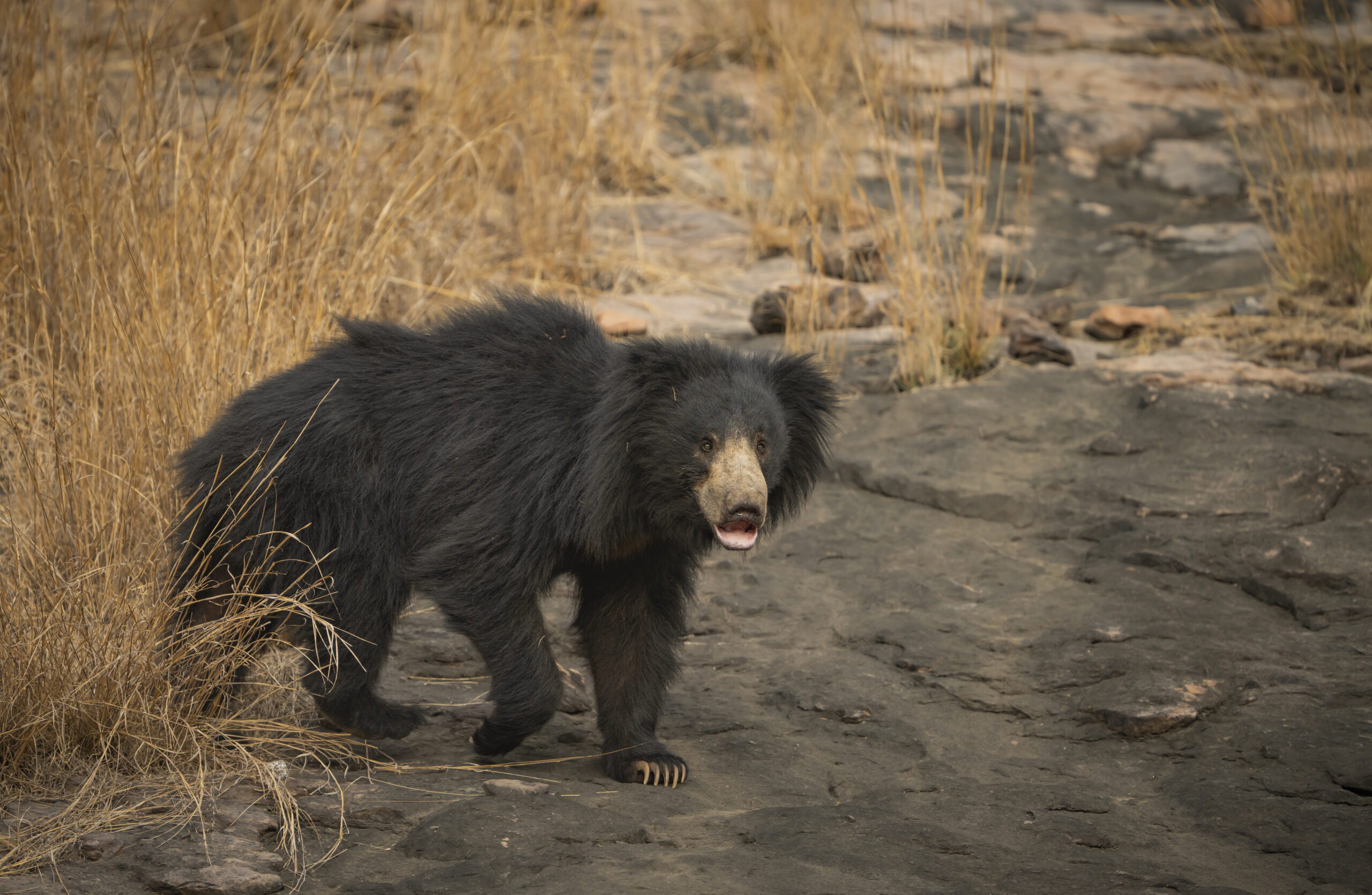 Golden Triangle & Tiger Safari gallery image 4