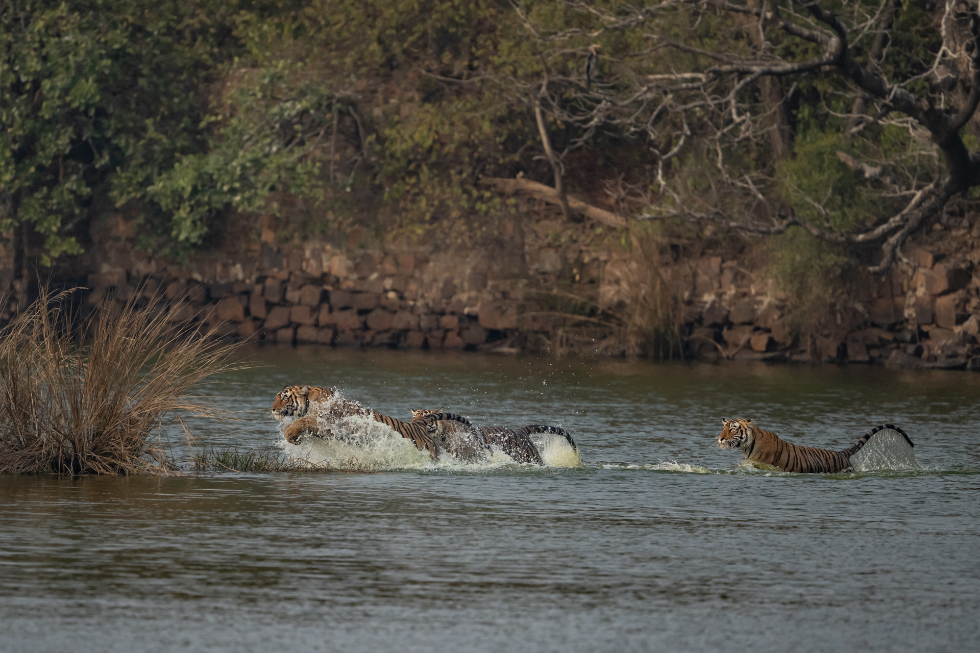 Ranthambhore gallery image 9