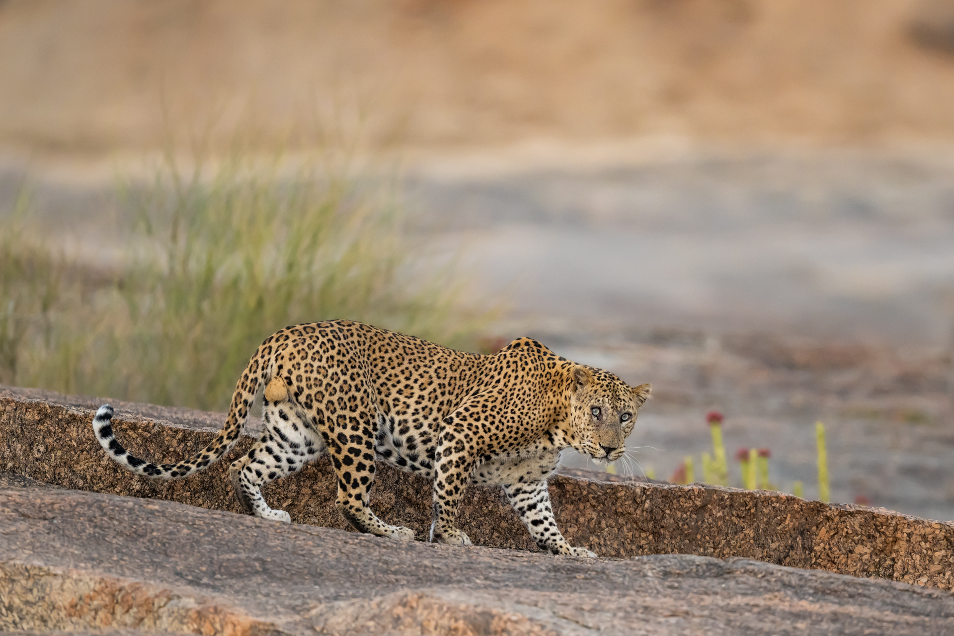 Jawai gallery image 9