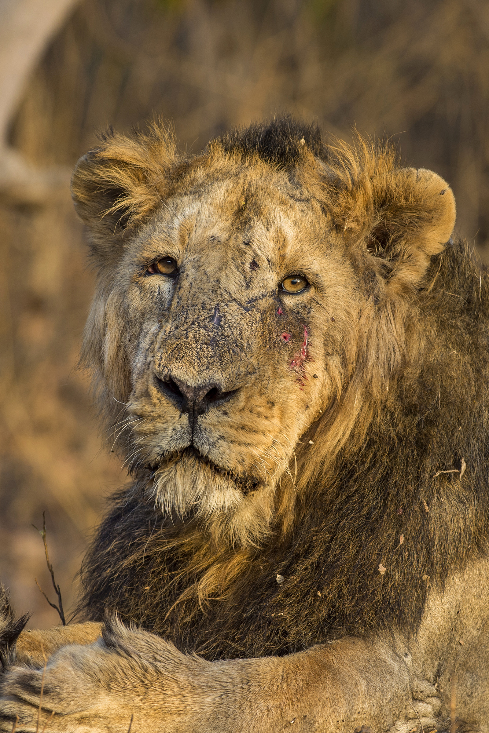 Gir gallery image 9
