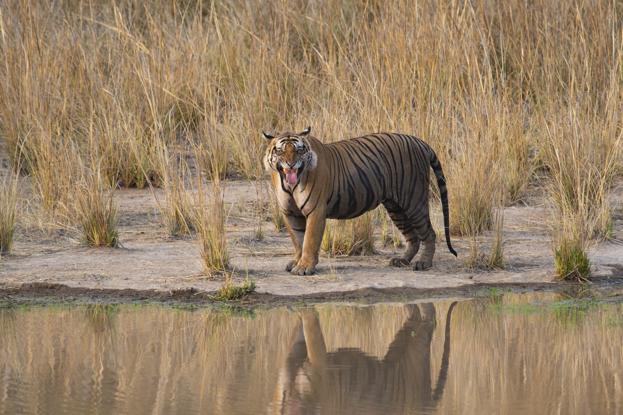 Bandhavgarh gallery image 4