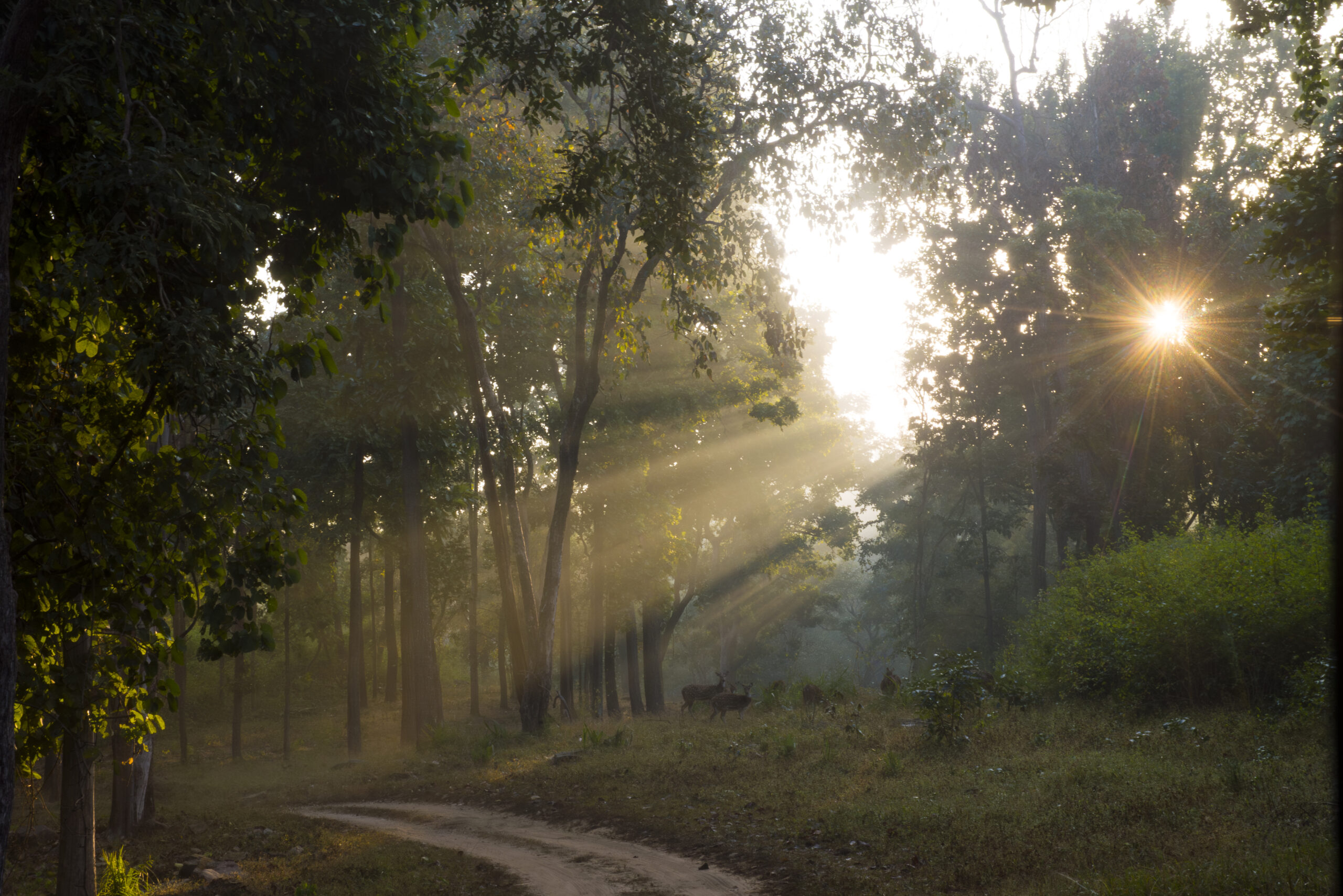 Kanha gallery image 4