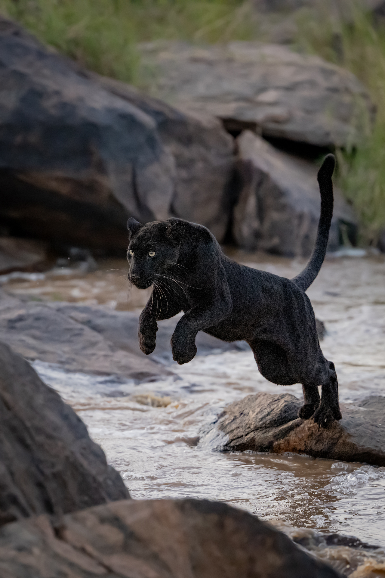 Laikipia Black Leopard Expedition gallery image 4