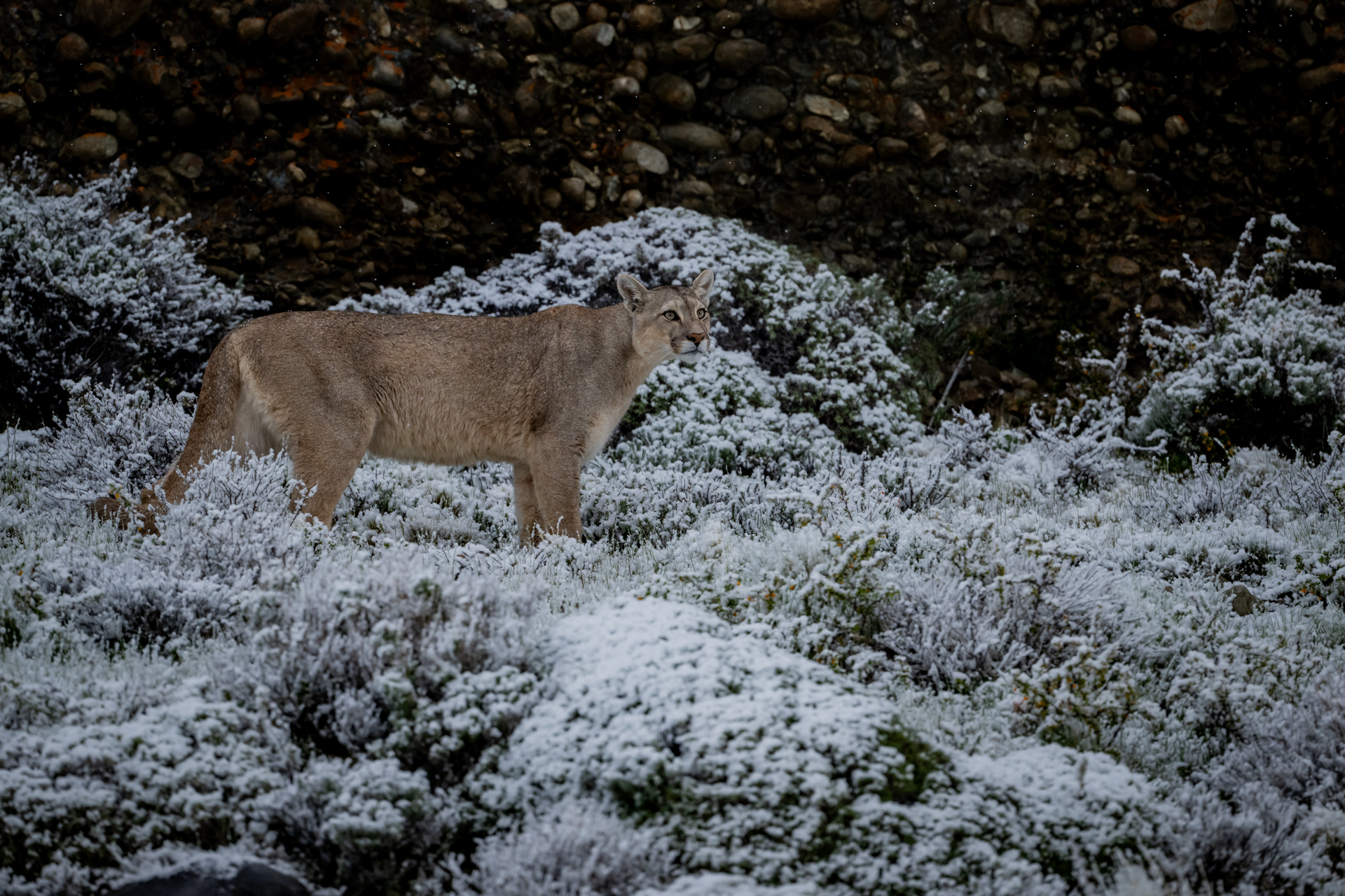 Chile gallery image 9