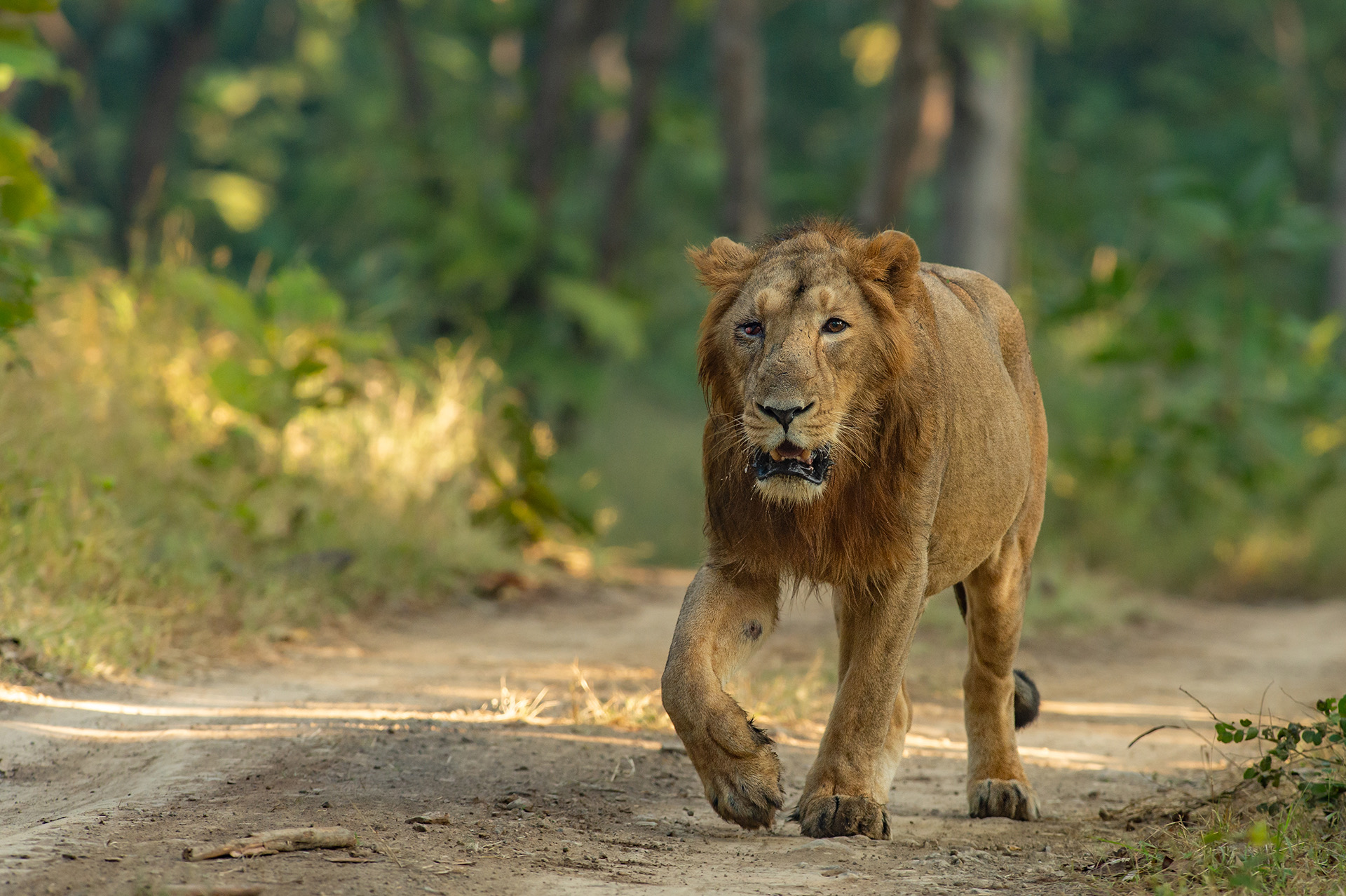 Big Cats of India gallery image 7