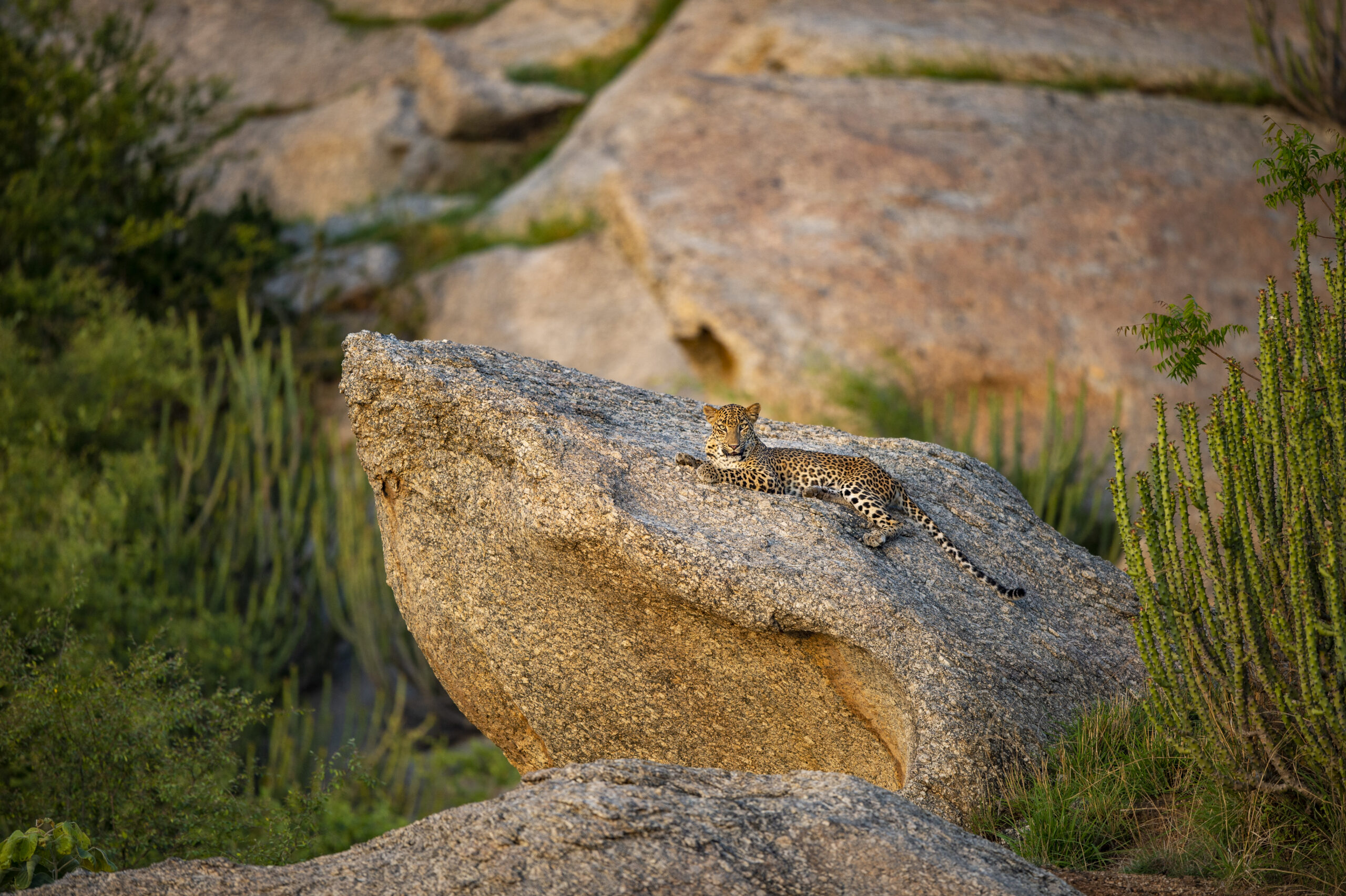 India’s Small Cats Safari gallery image 6