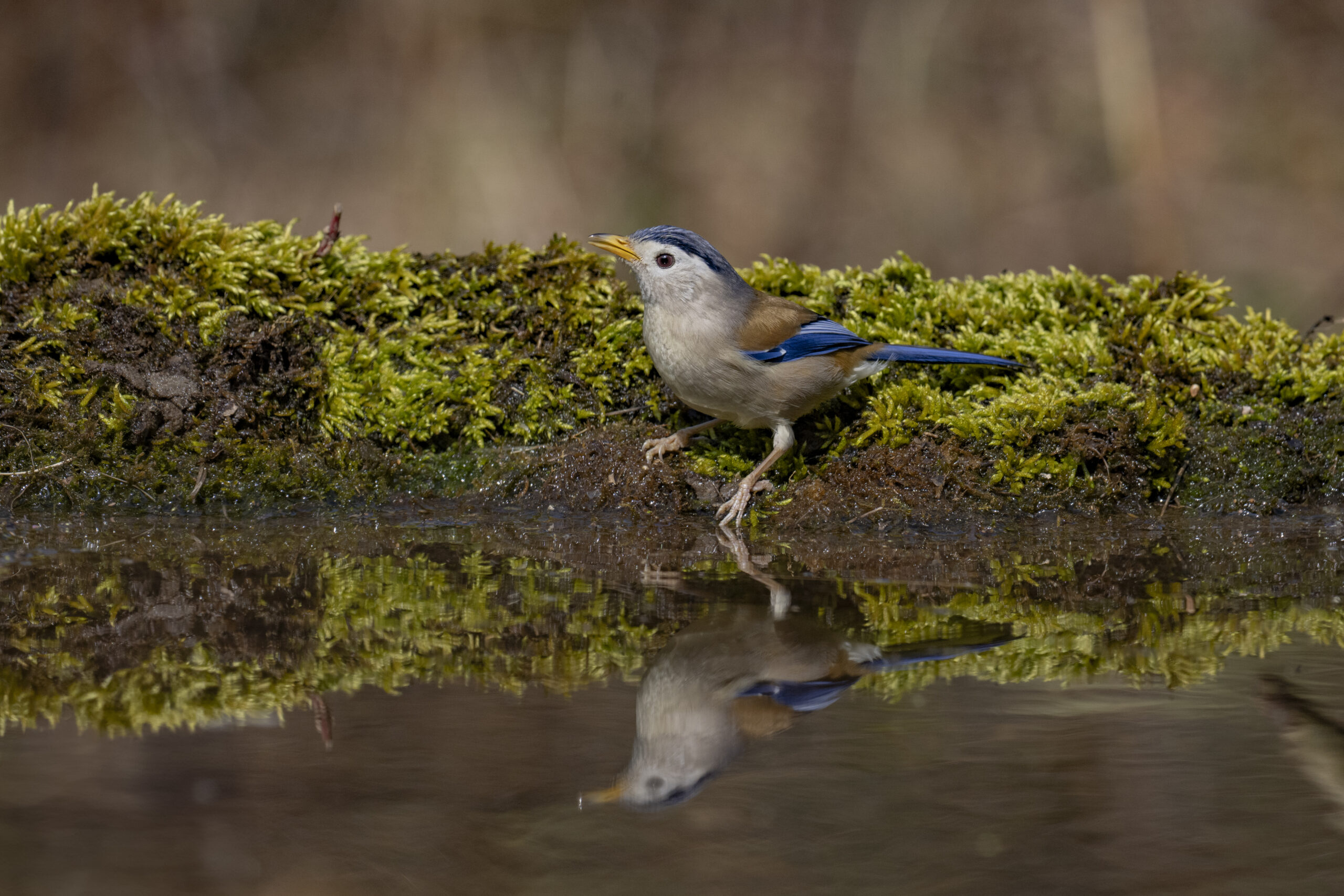 Uttarakhand Wildlife Circuit gallery image 6
