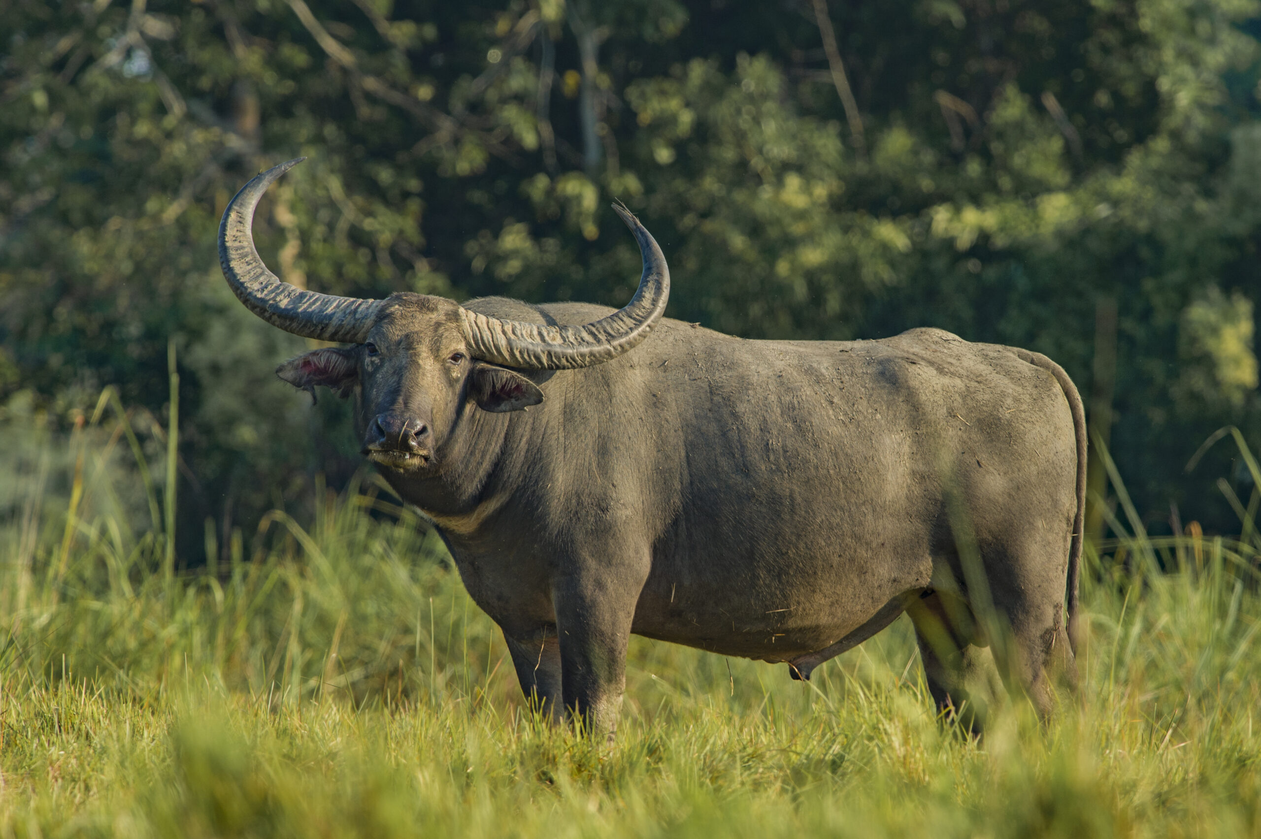 India’s Big Five Safari gallery image 7