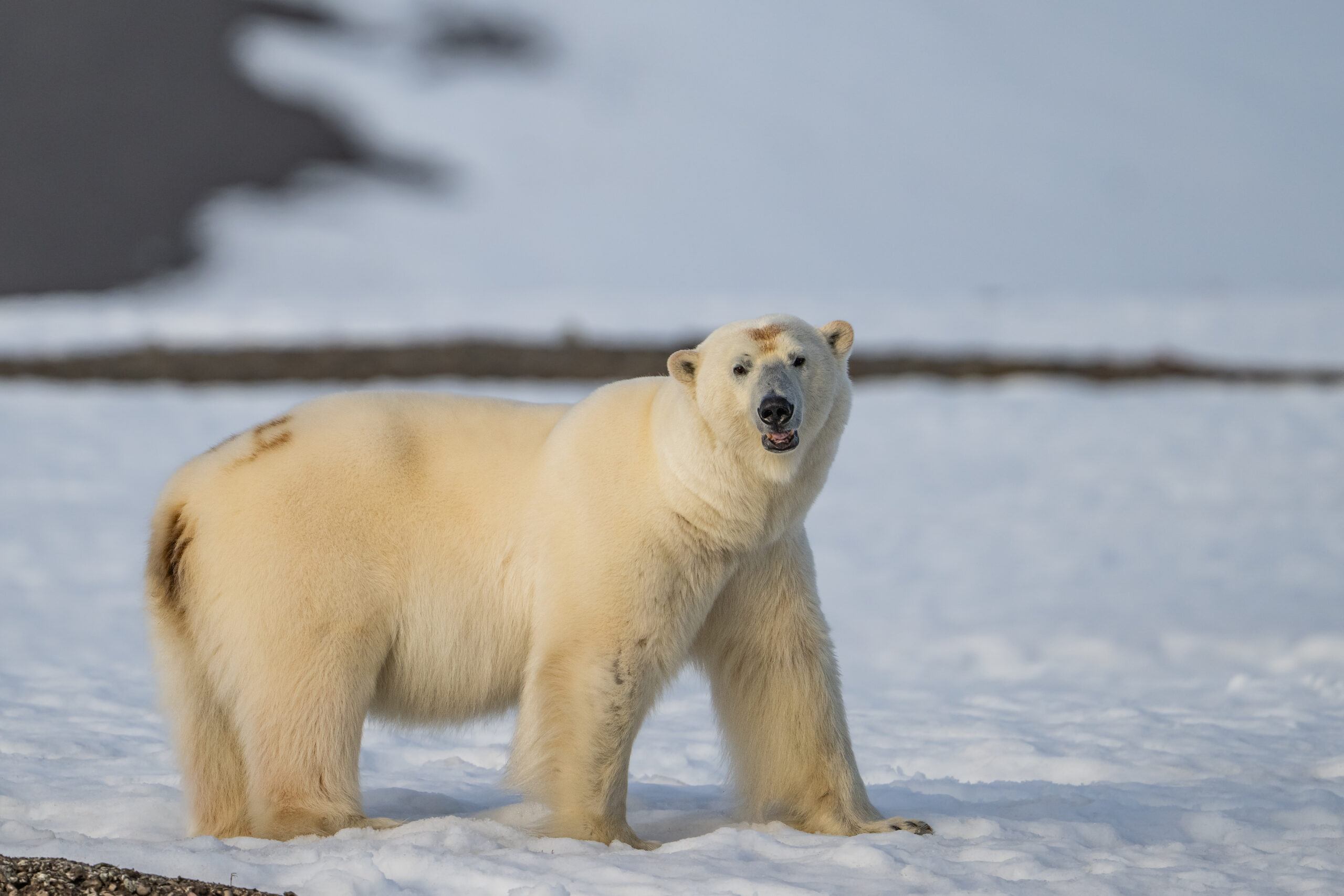 Svalbard Expedition gallery image 7