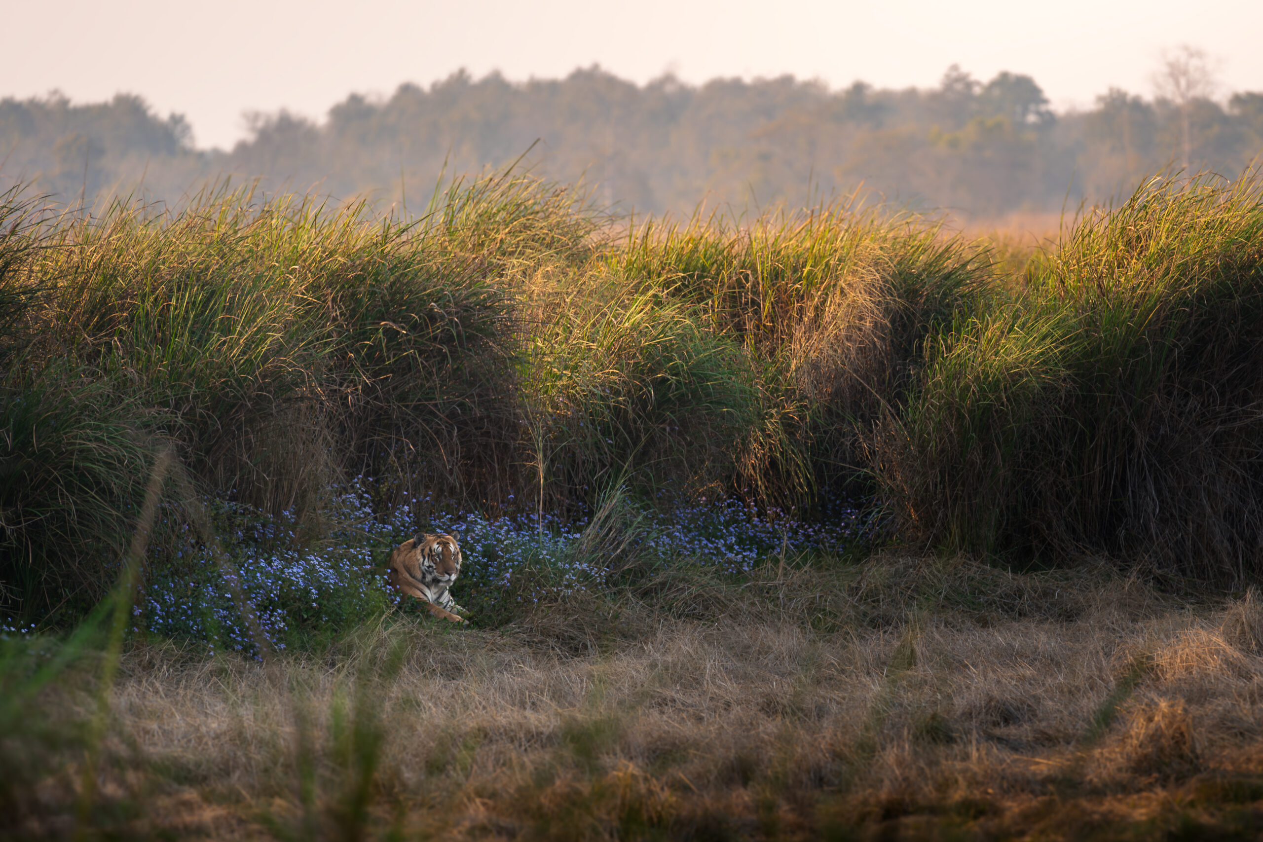 Terrific Terai gallery image 7