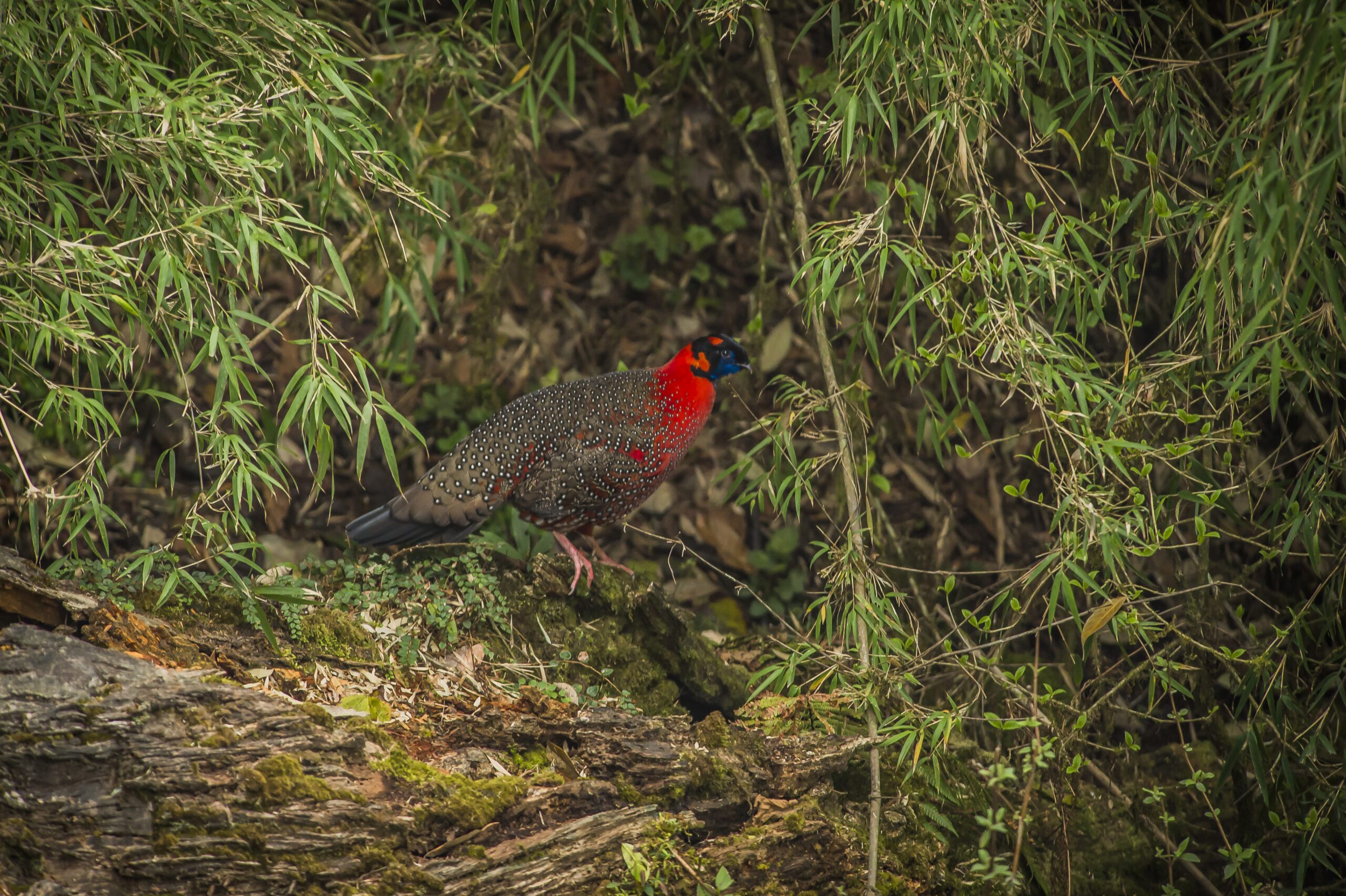 Trail of the Himalayan Firefox gallery image 7