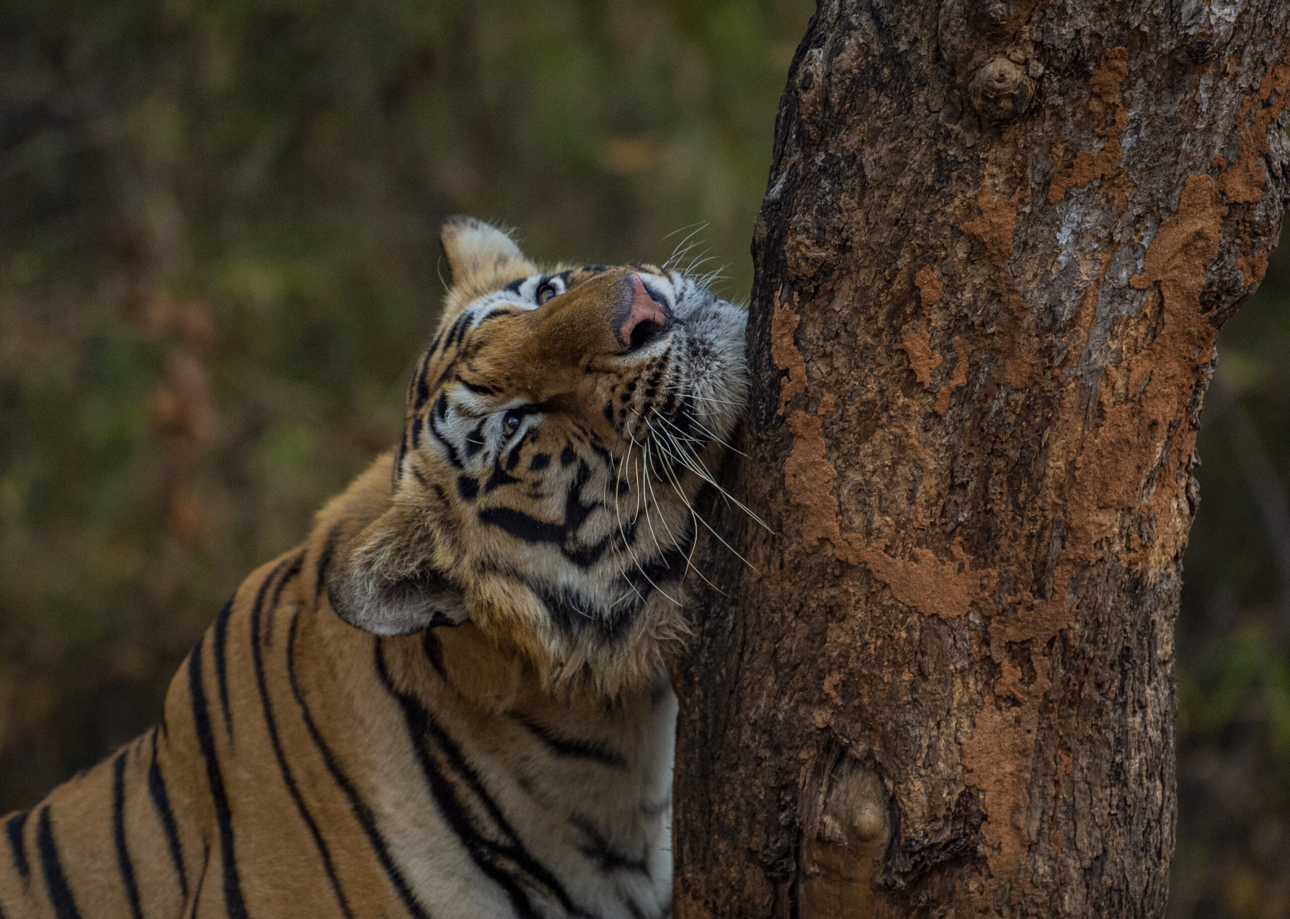 Central India’s Six-Park Safari gallery image 6