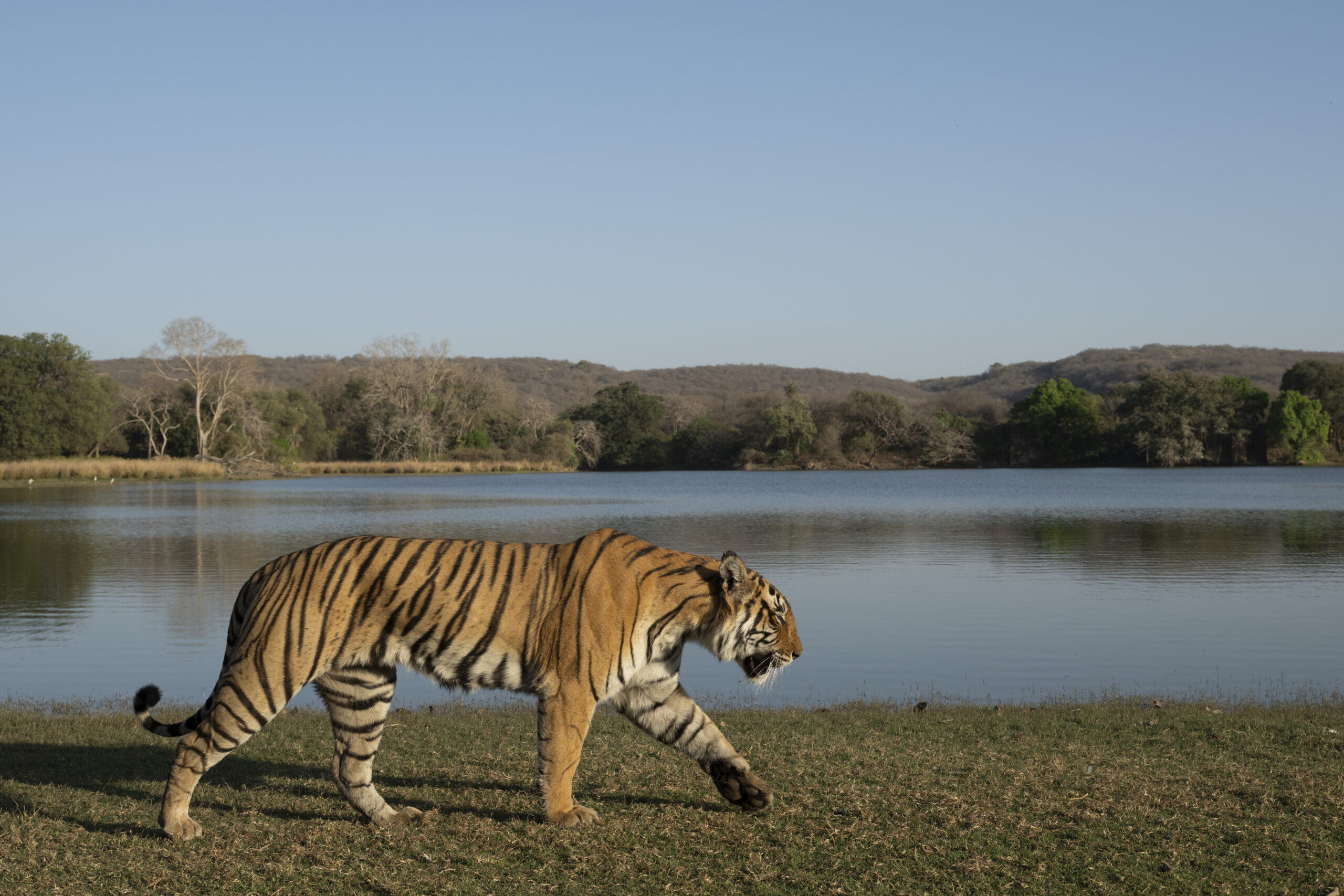 Golden Triangle & Tiger Safari gallery image 5