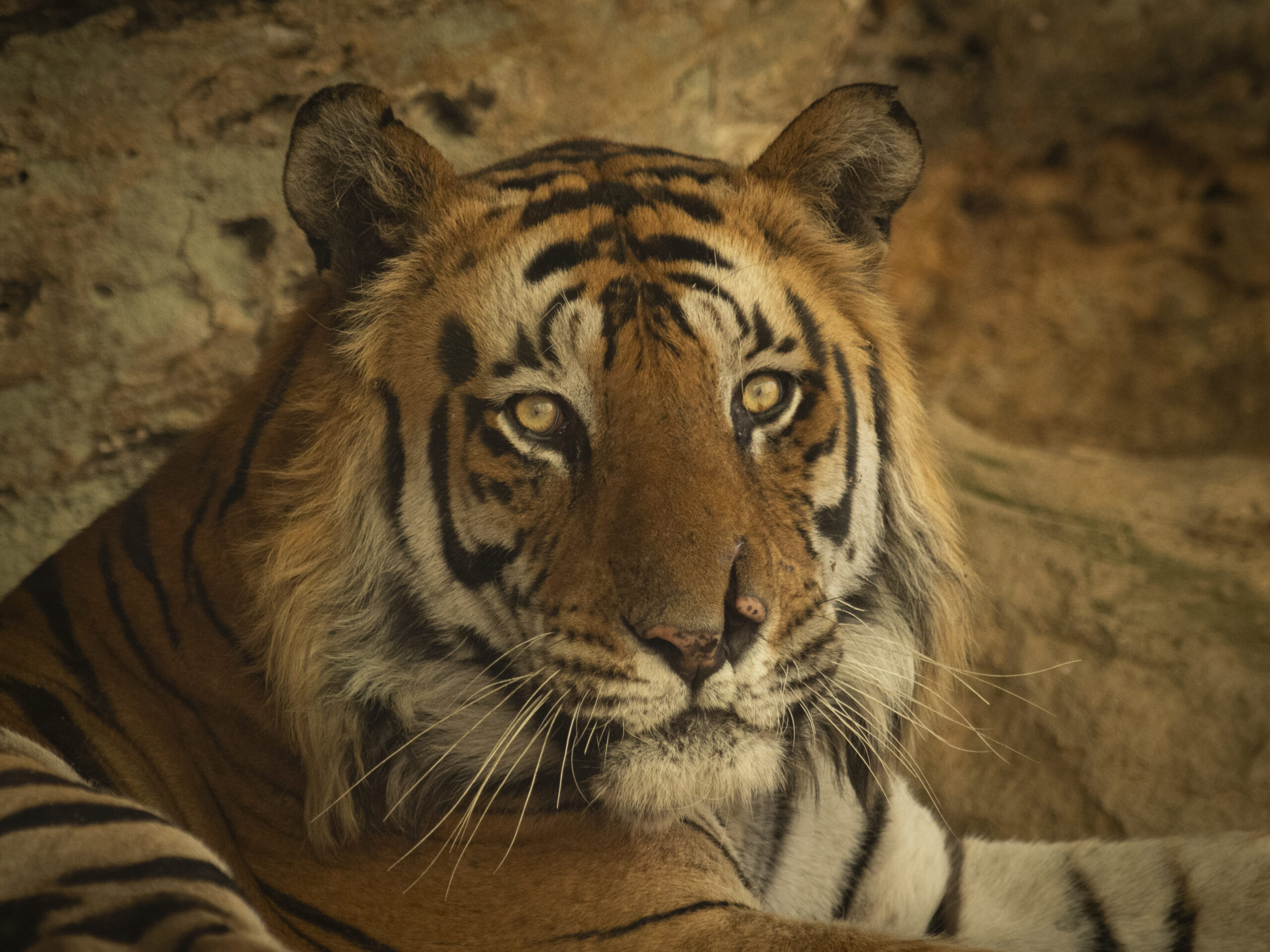 Bandhavgarh gallery image 8