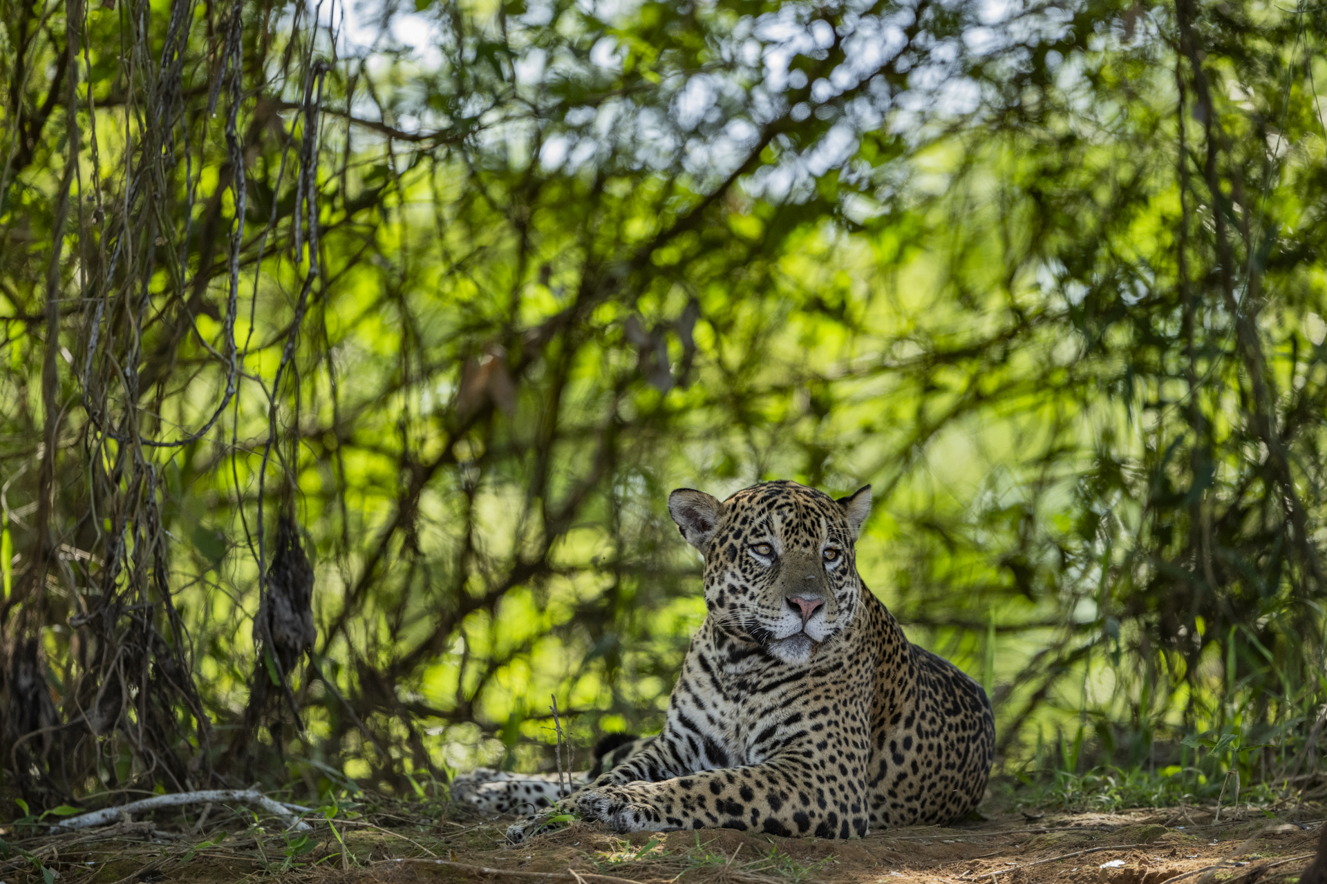 The Pantanal Wetlands gallery image 7