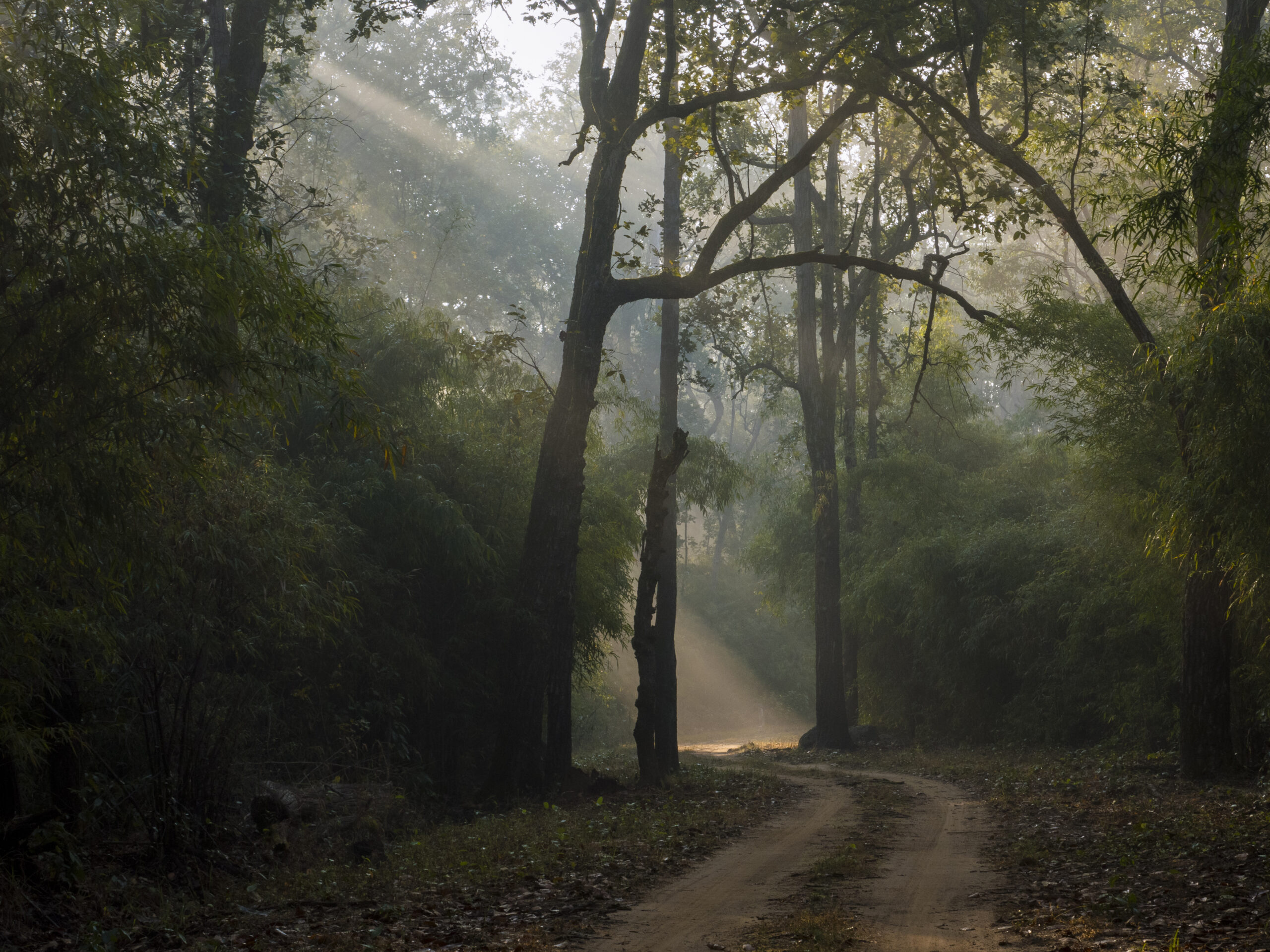 Kanha gallery image 9