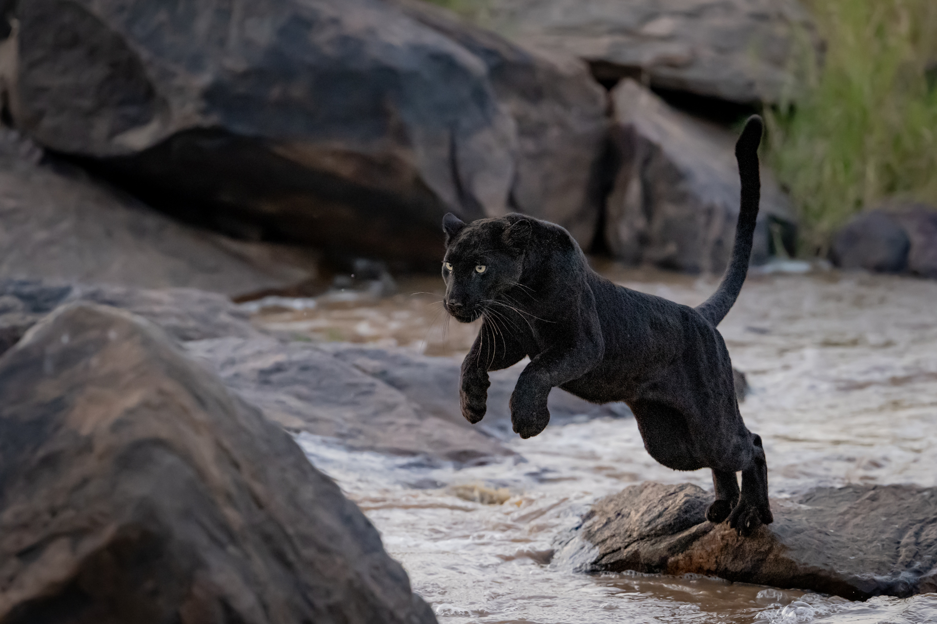 Laikipia Black Leopard Expedition gallery image 7