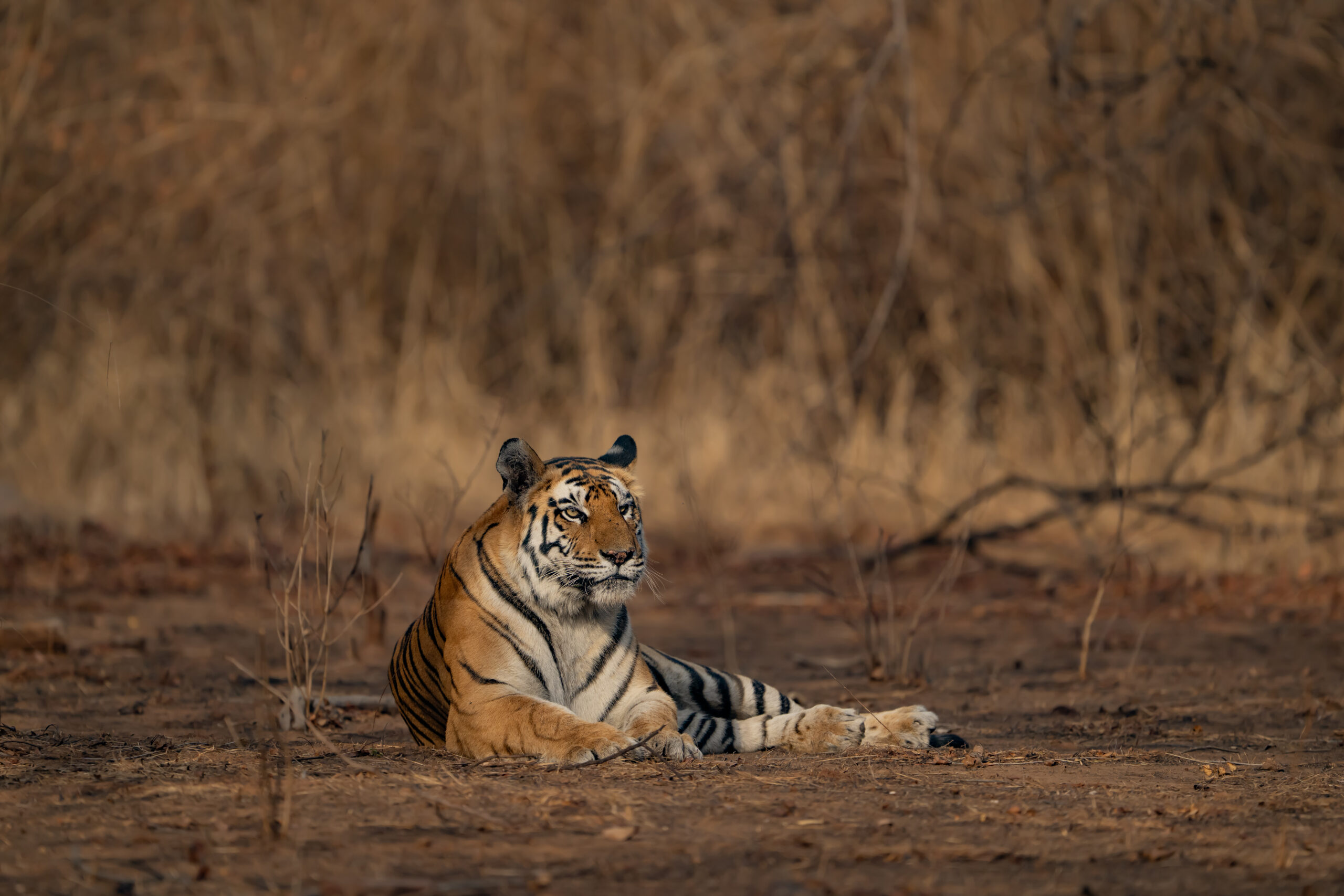 Panna gallery image 3