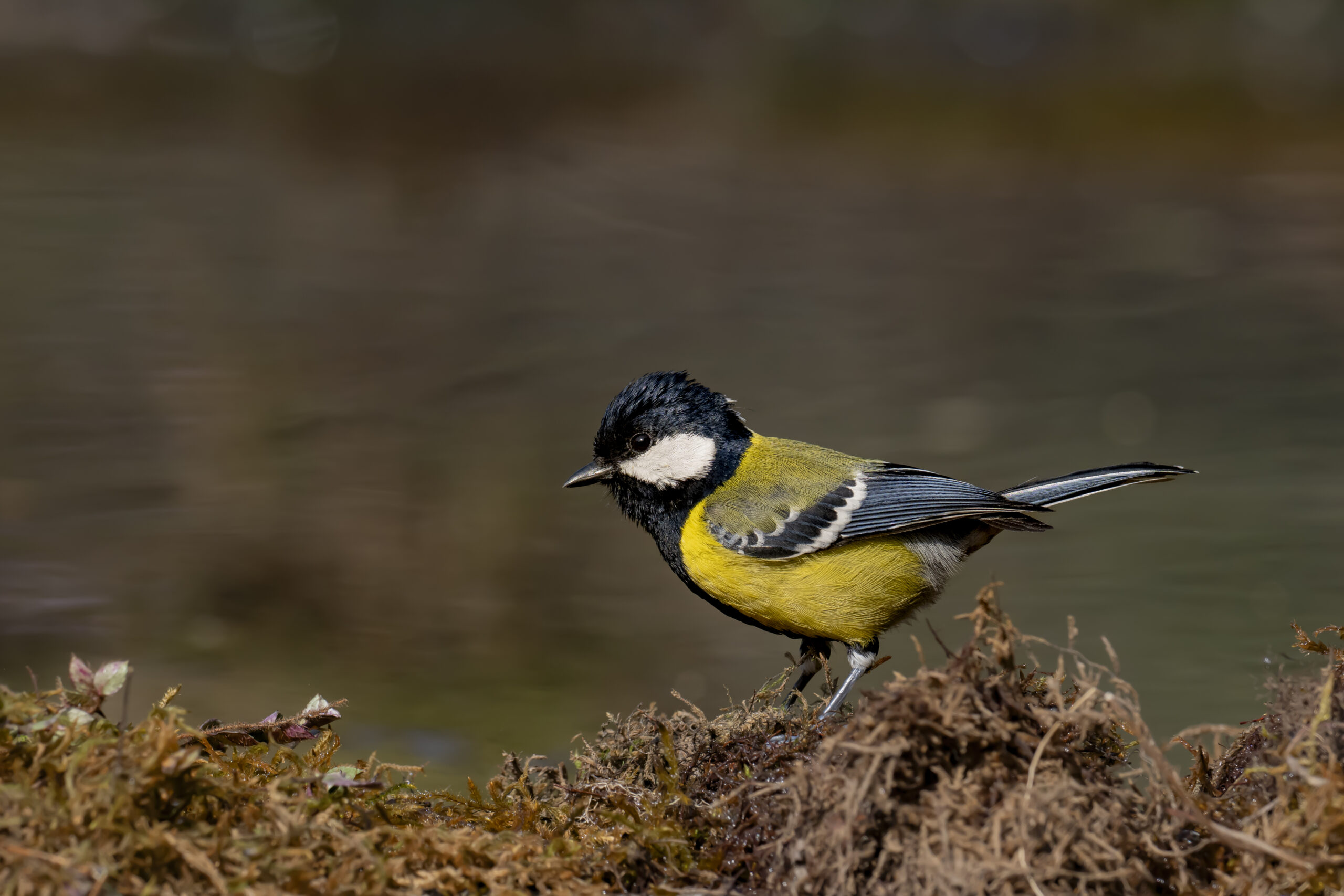 Uttarakhand Wildlife Circuit gallery image 7
