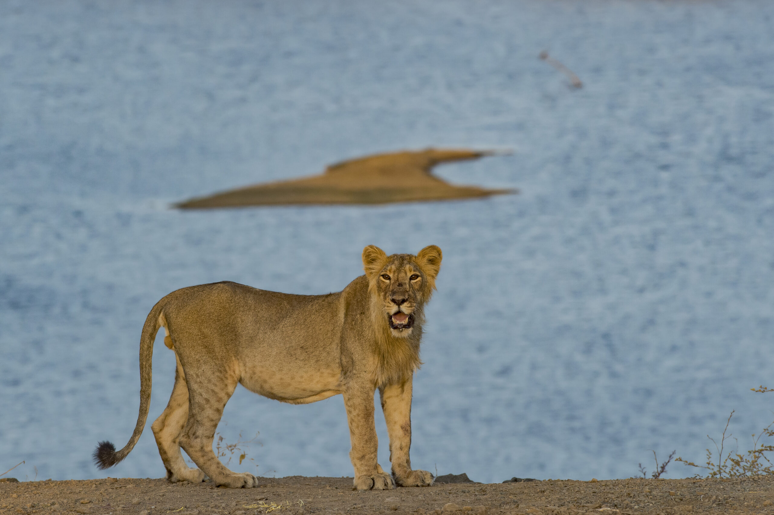 India’s Big Five Safari gallery image 8